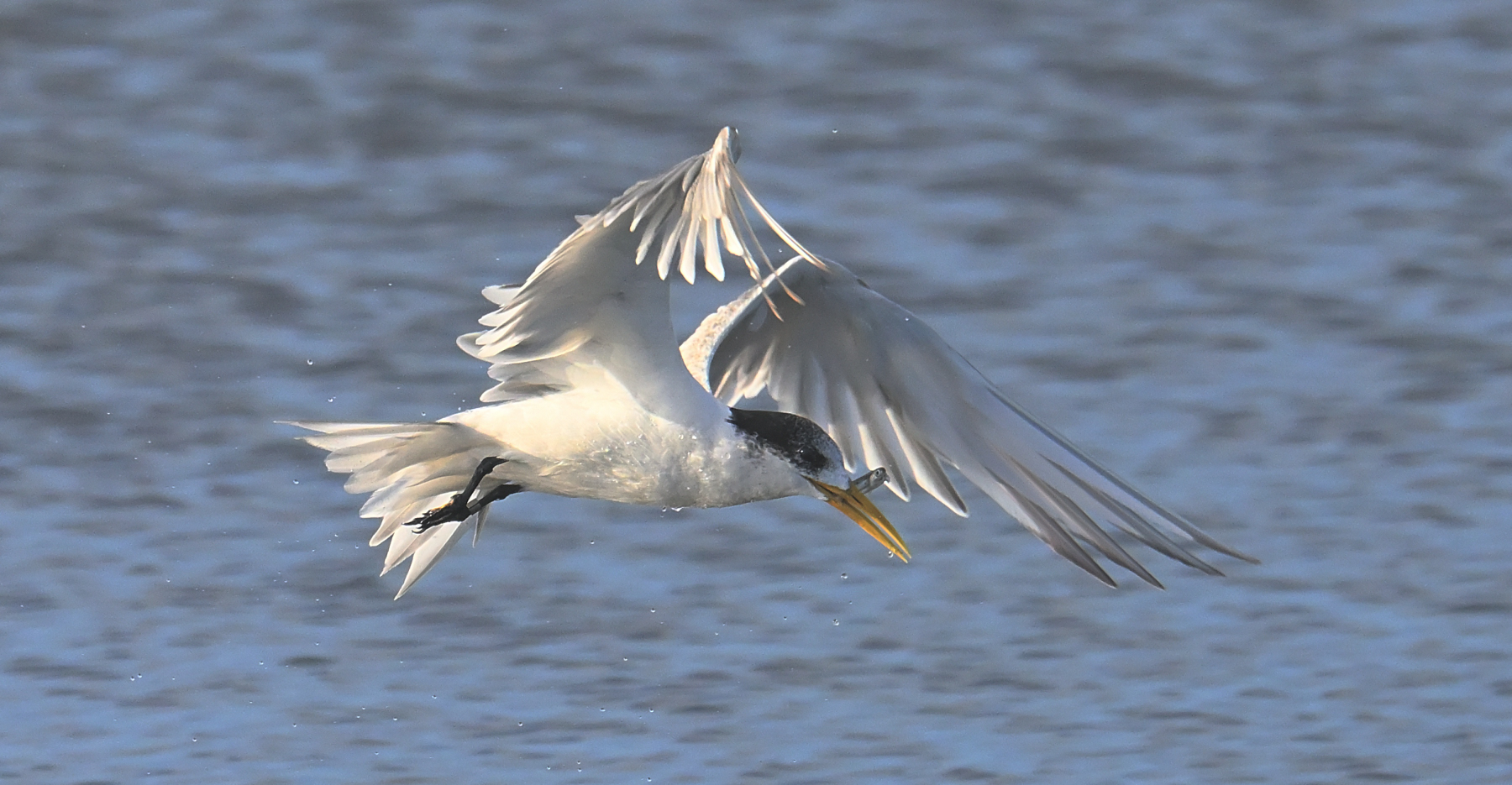 Greater Crested Tern (Image ID 45779)