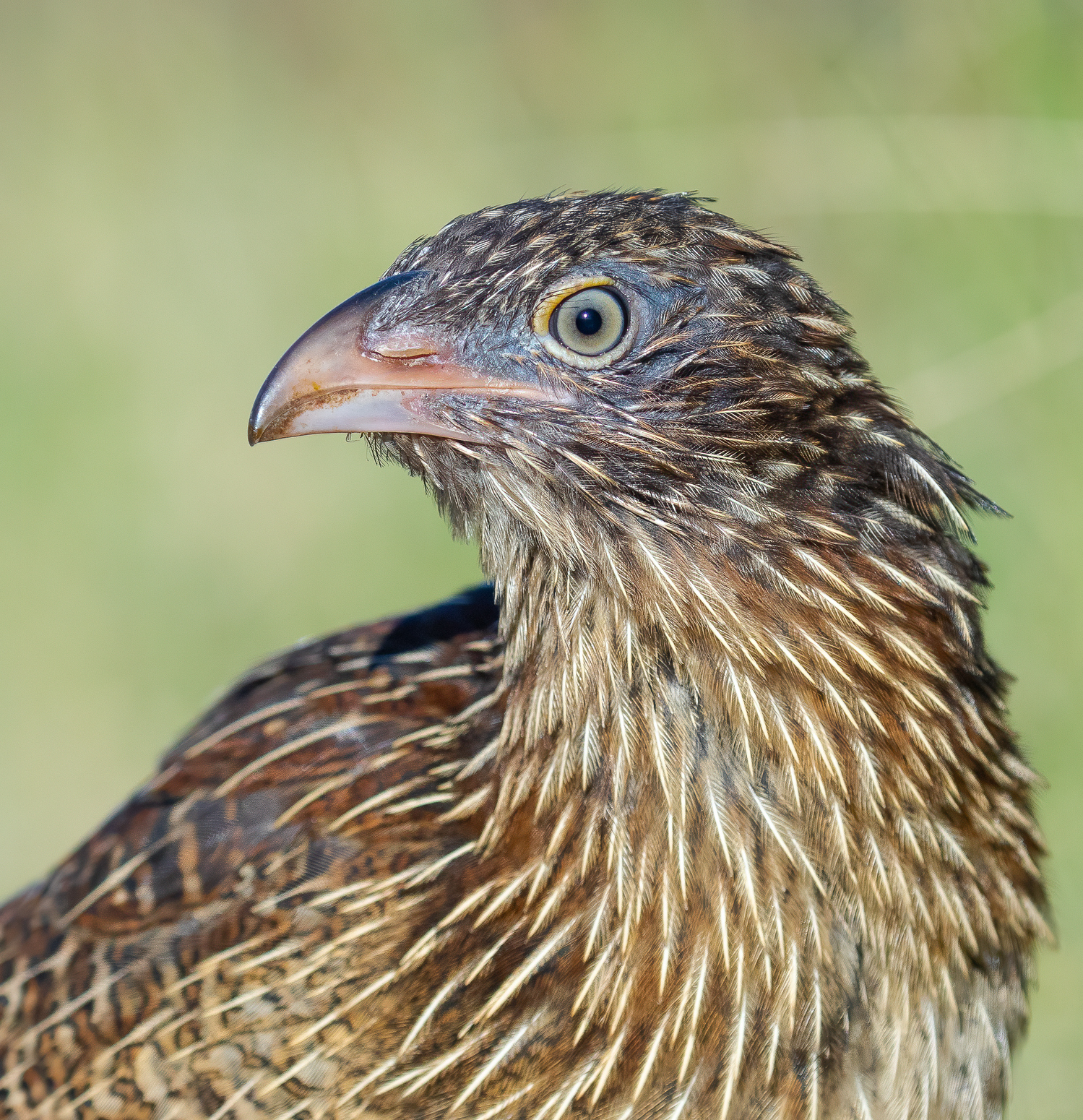 Pheasant Coucal (Image ID 45823)