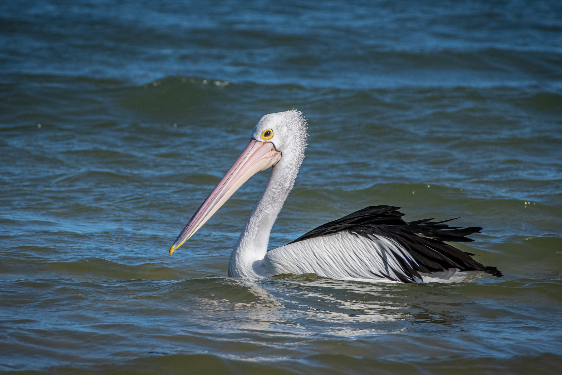 Australian Pelican (Image ID 45801)
