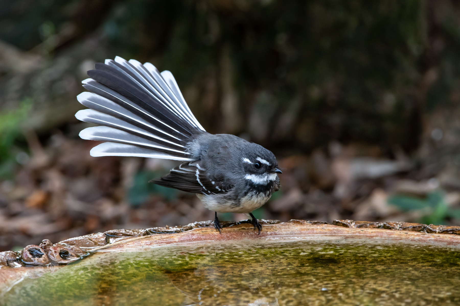 Grey Fantail (Image ID 45751)
