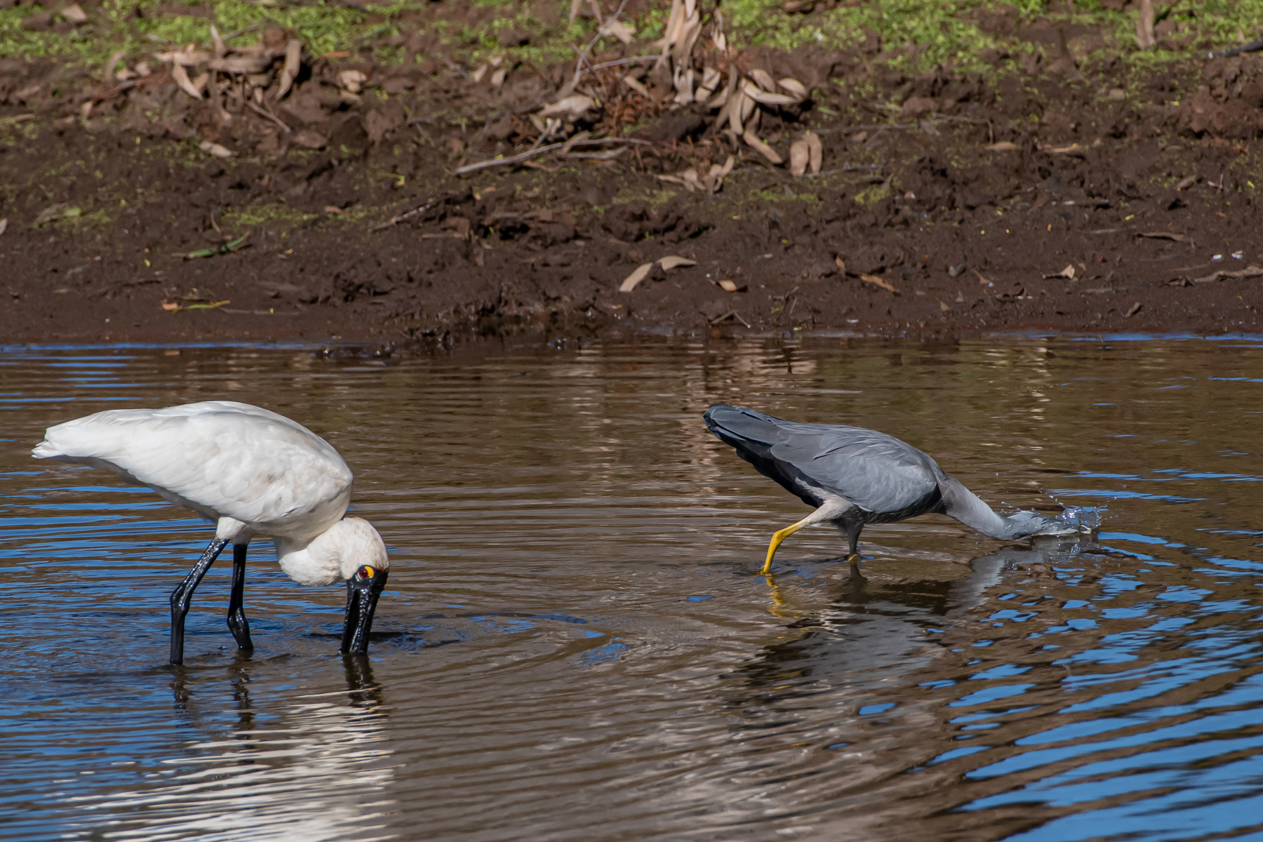 Royal Spoonbill, White-faced Heron (Image ID 45749)