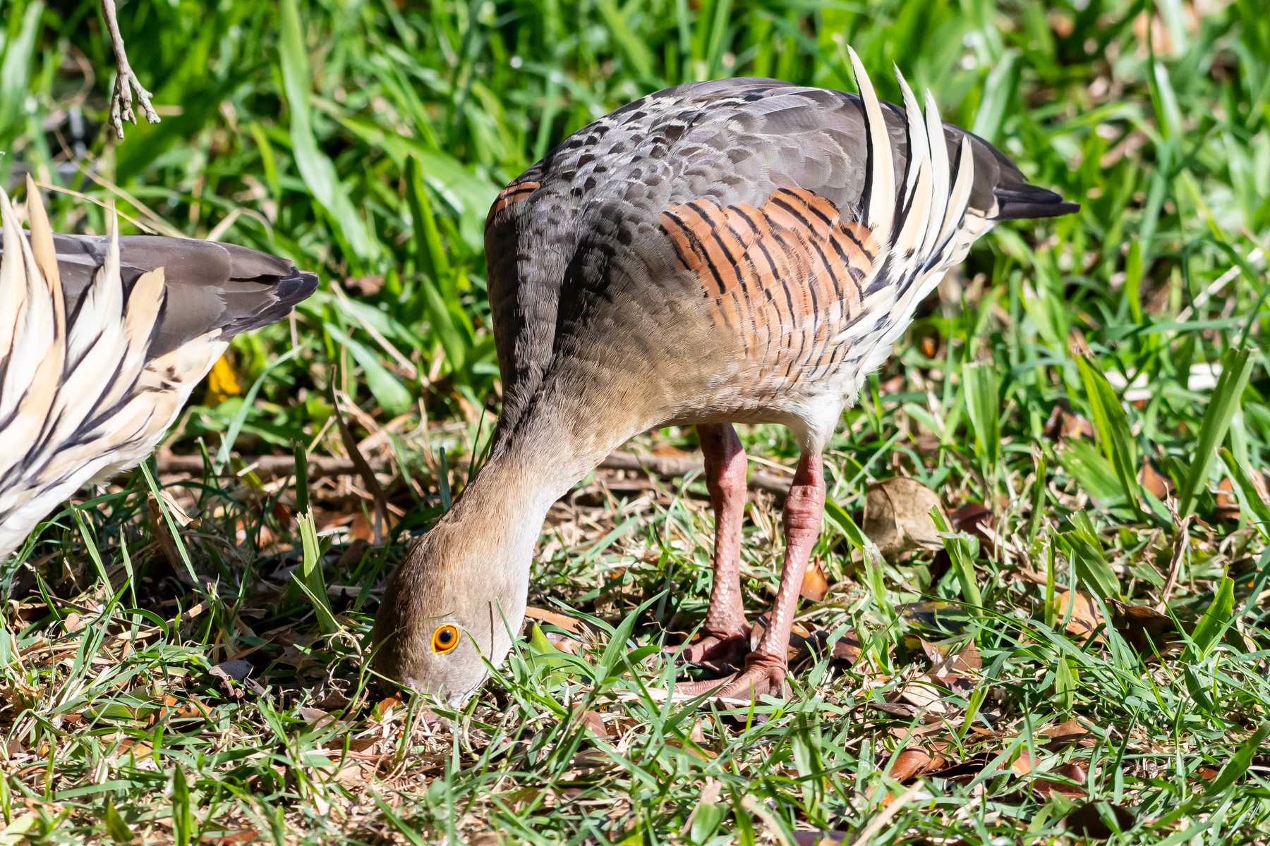 Plumed Whistling-Duck (Image ID 45799)