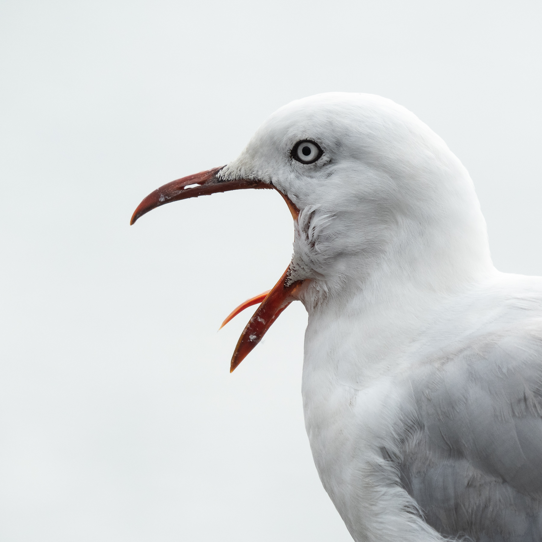 Silver Gull (Image ID 45739)