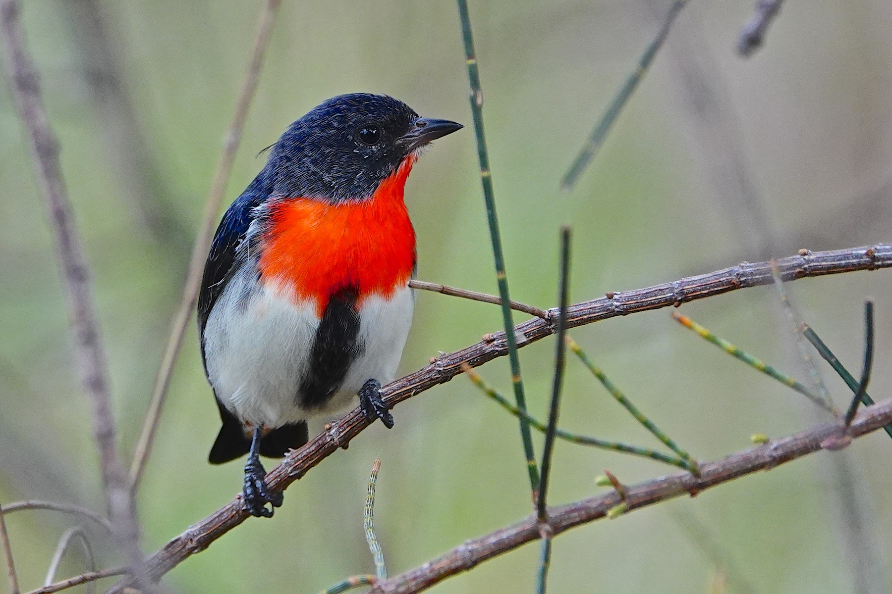 Mistletoebird (Image ID 46465)