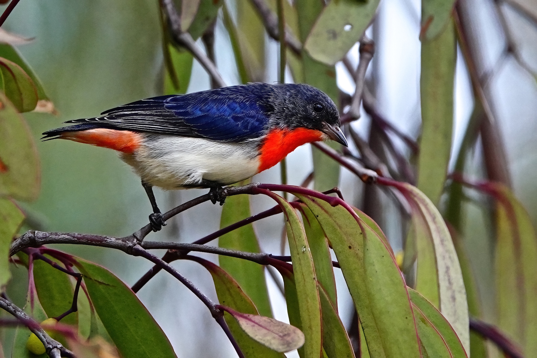 Mistletoebird (Image ID 46301)