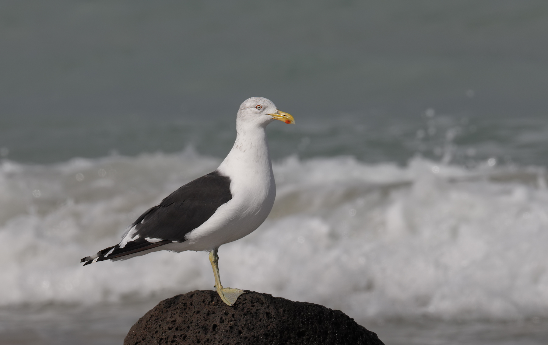 Kelp Gull (Image ID 46122)