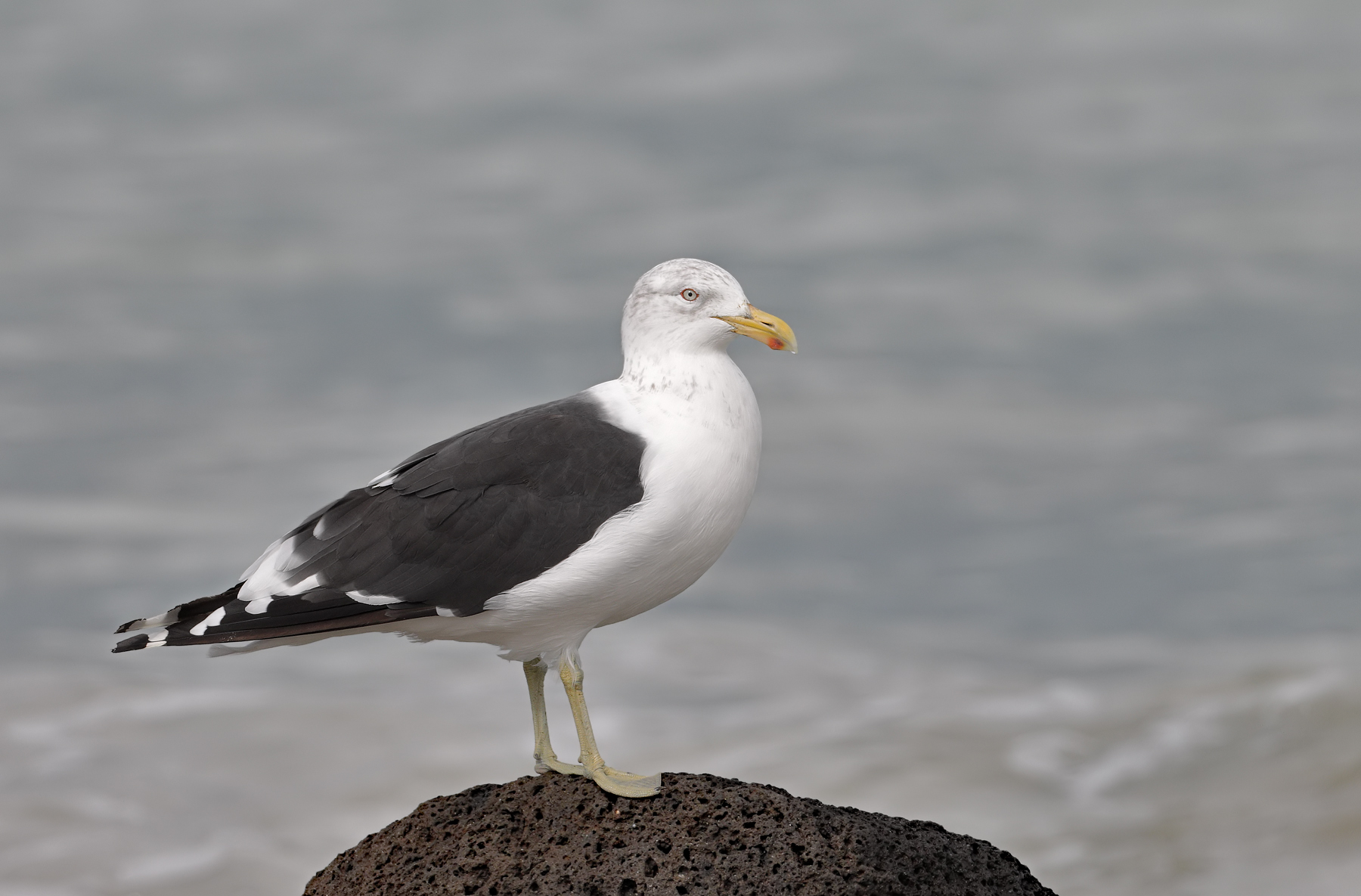 Kelp Gull (Image ID 46124)