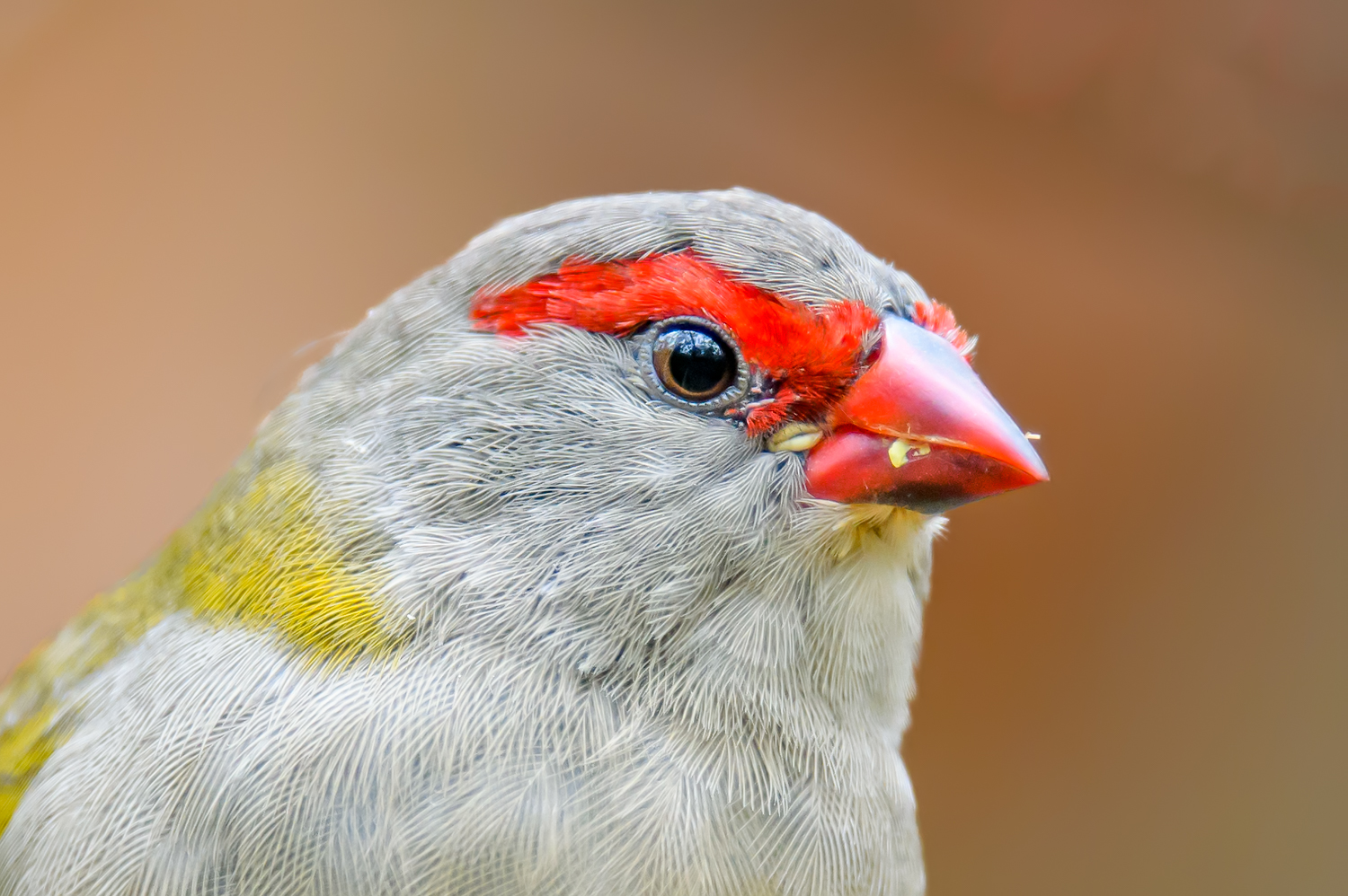 Red-browed Finch (Image ID 46079)