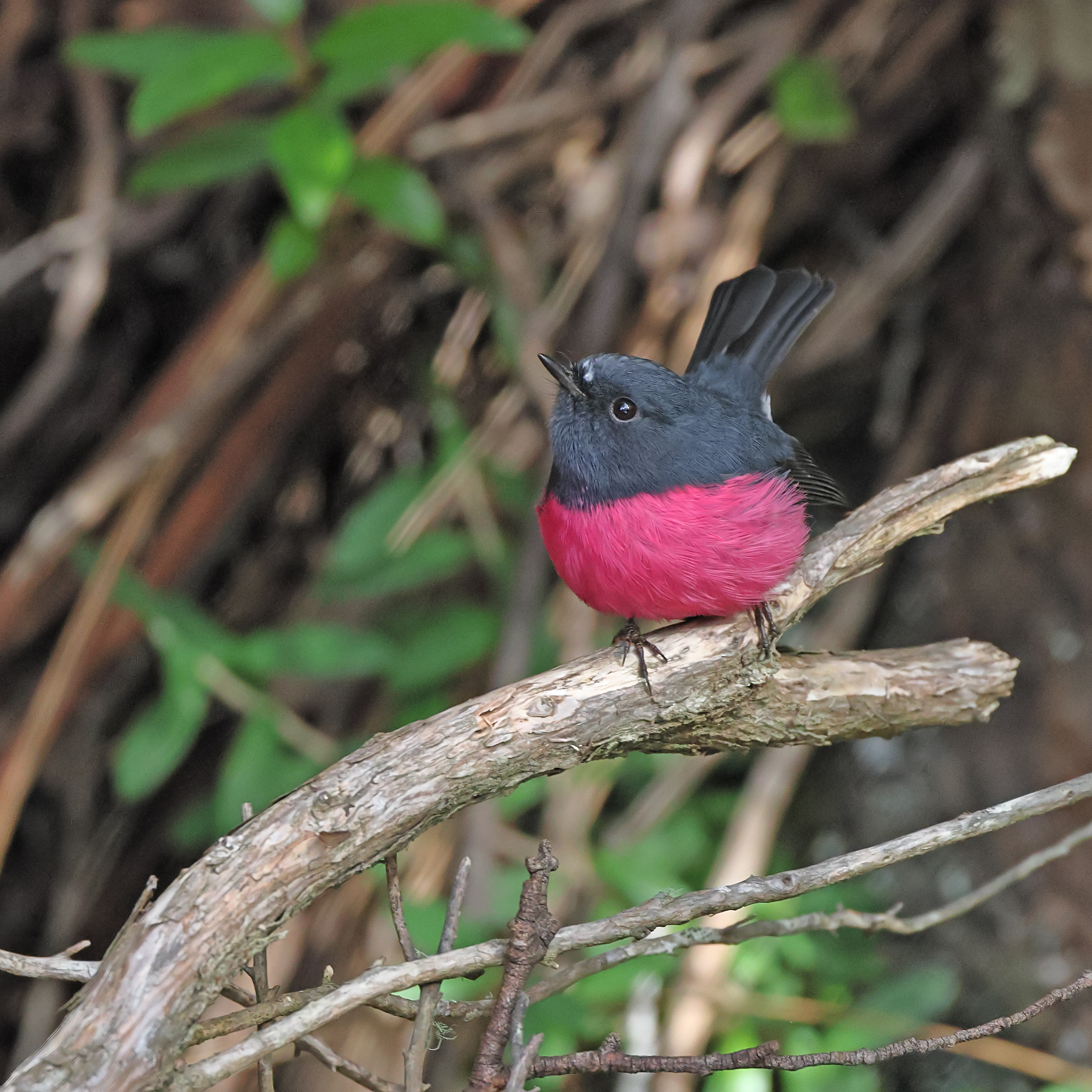 Pink Robin (Image ID 46084)
