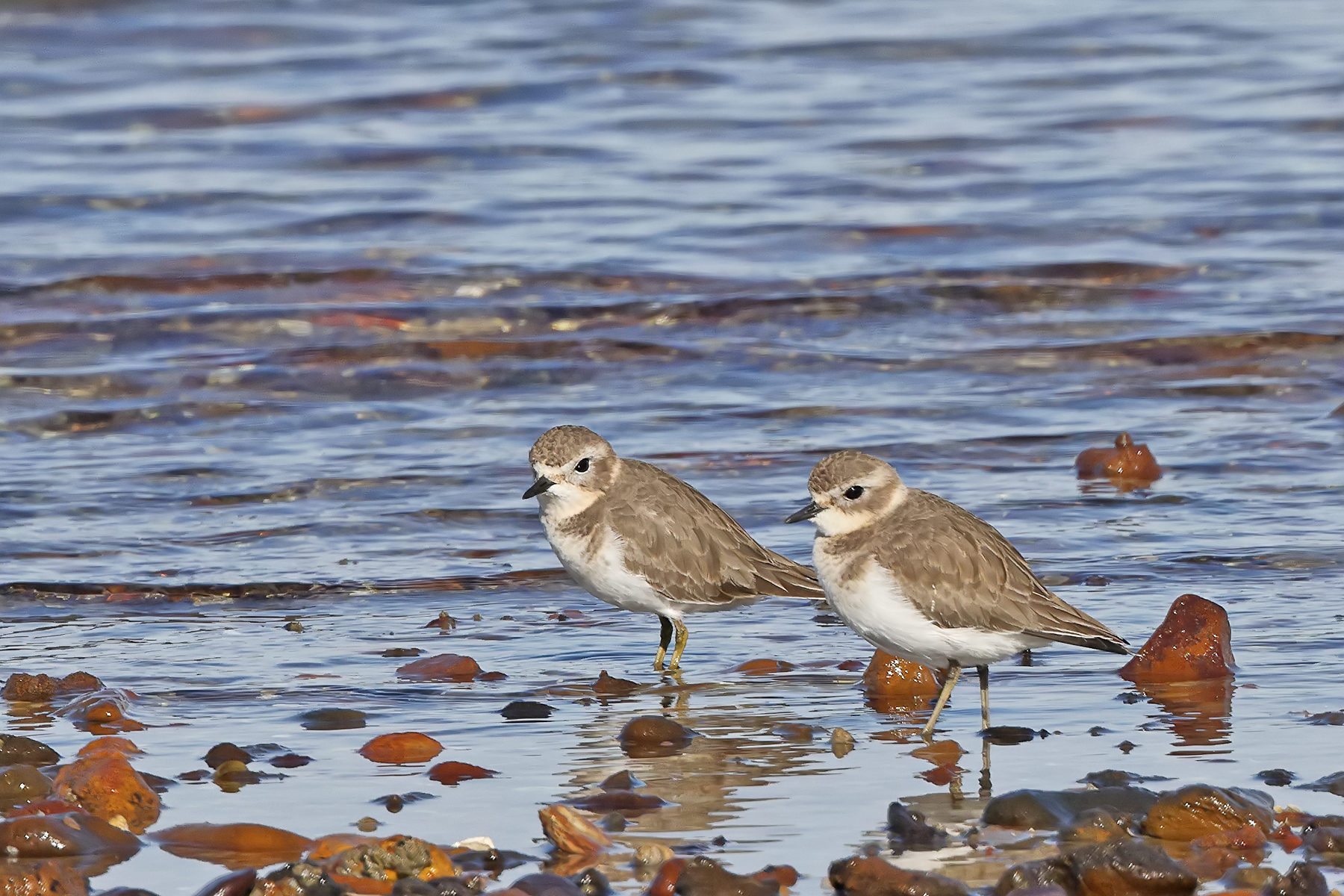 Double-banded Plover (Image ID 46010)