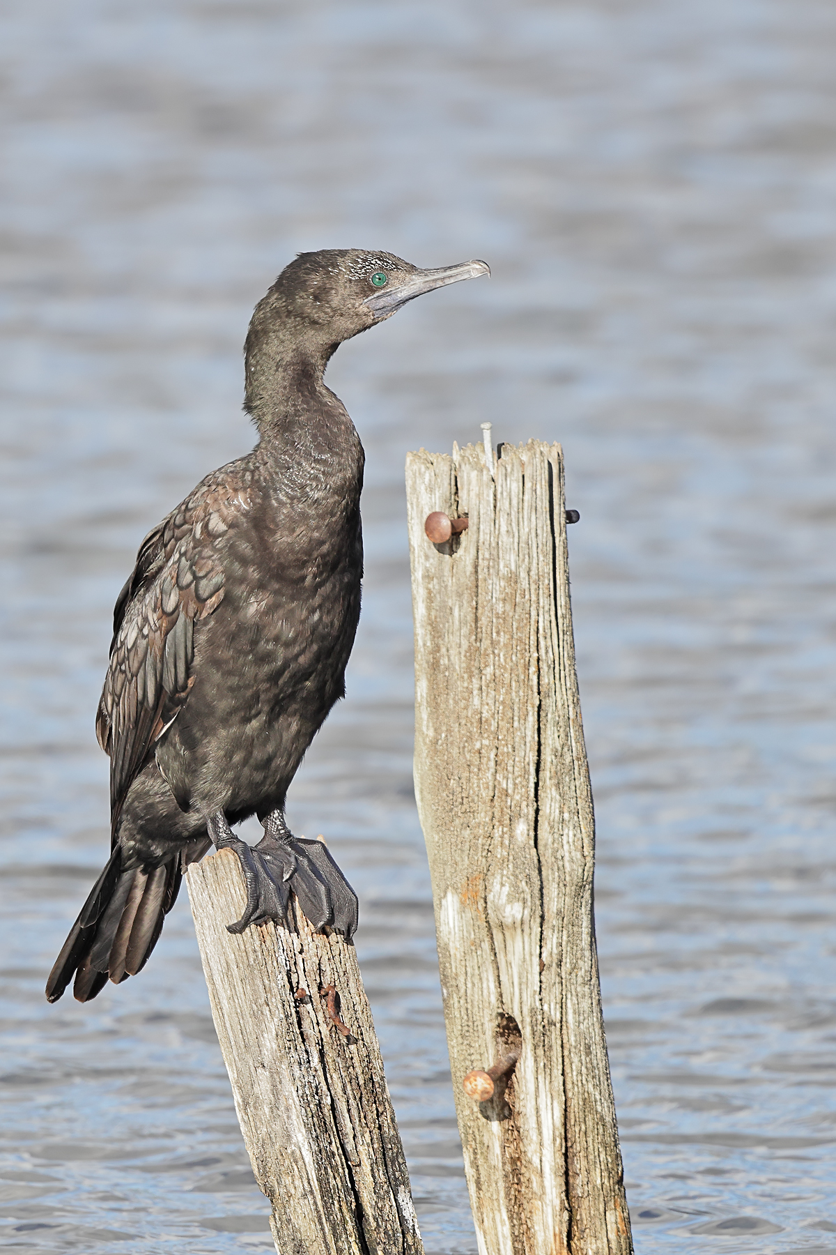 Little Black Cormorant (Image ID 46091)