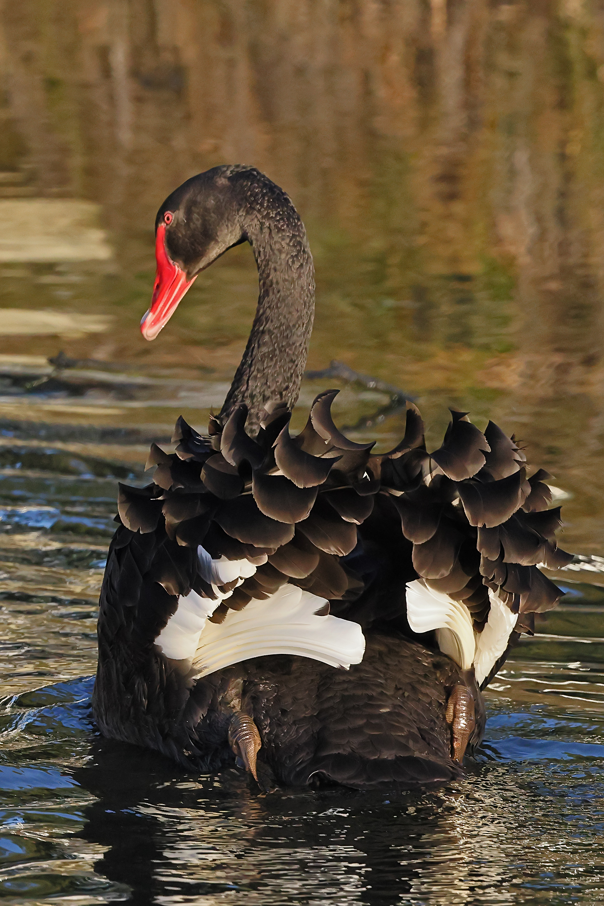 Black Swan (Image ID 46483)