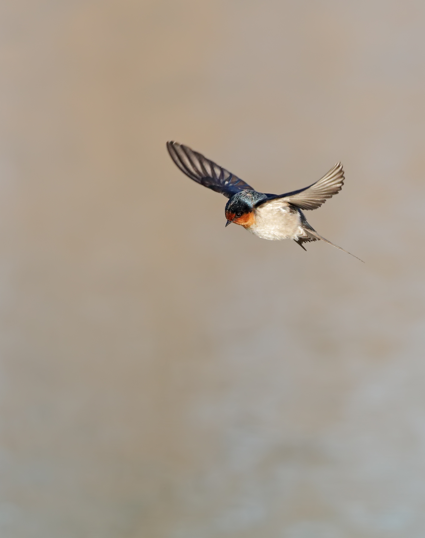 Welcome Swallow (Image ID 46348)