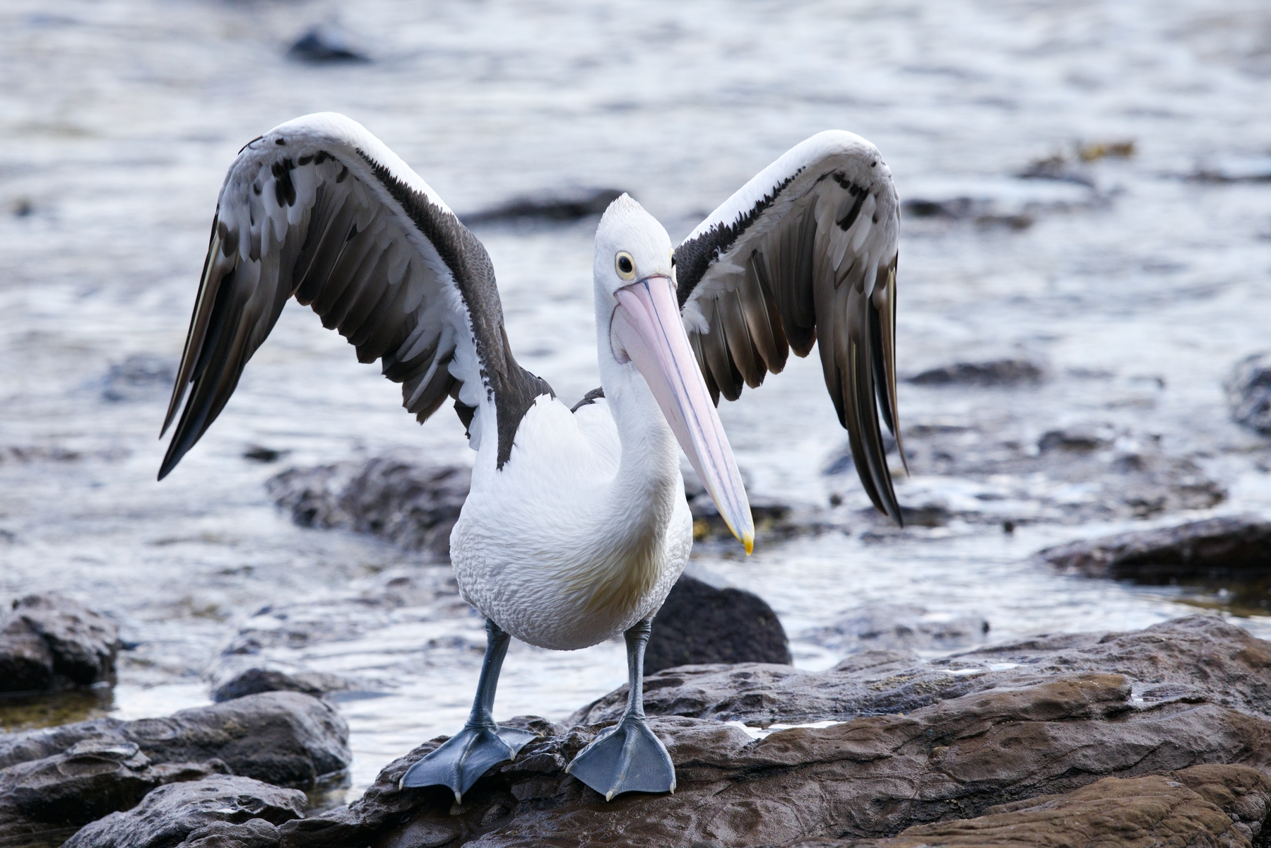 Australian Pelican (Image ID 46003)