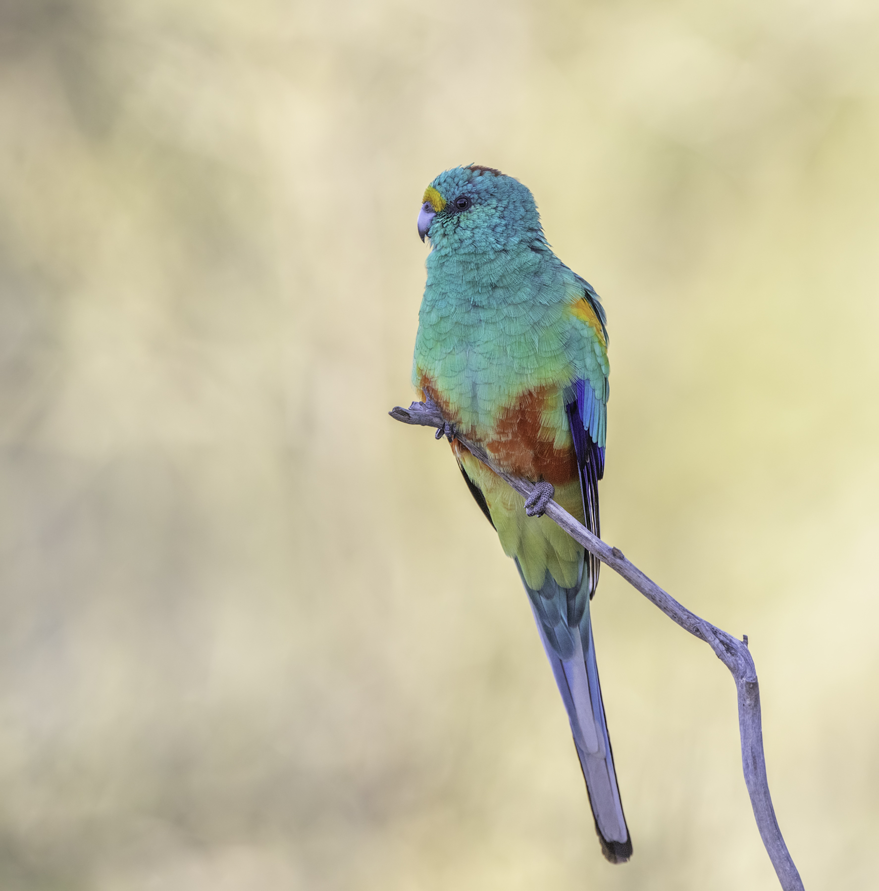 Mulga Parrot (Image ID 46053)