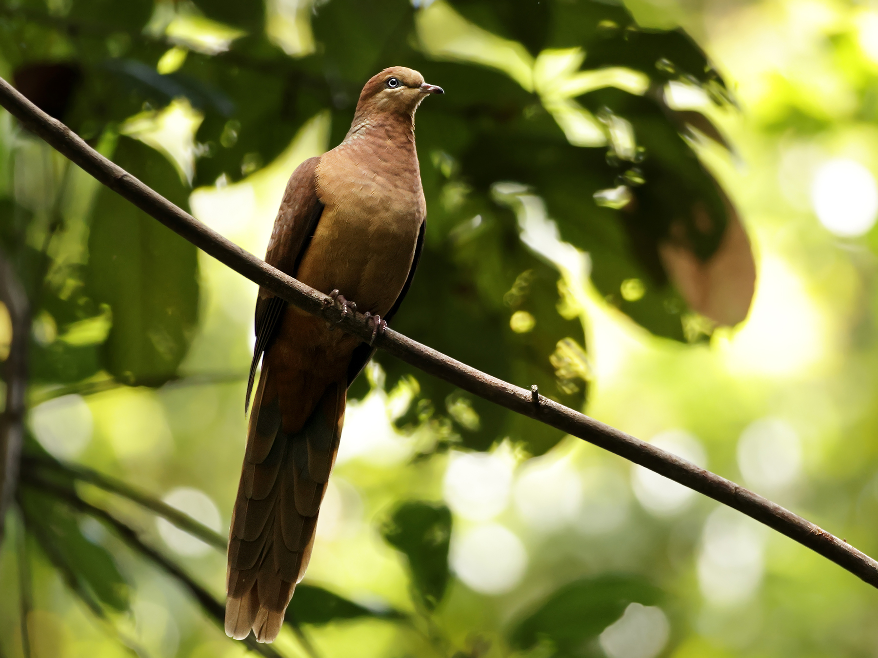 Brown Cuckoo-Dove (Image ID 46394)