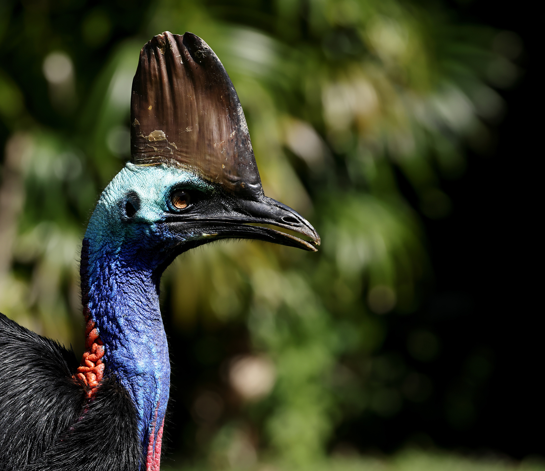 Southern Cassowary (Image ID 46391)