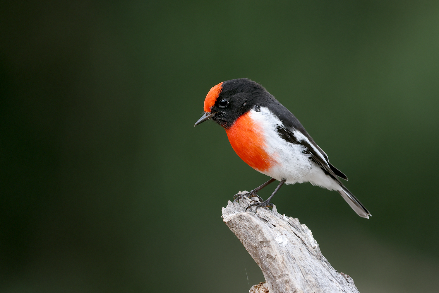 Red-capped Robin (Image ID 46144)