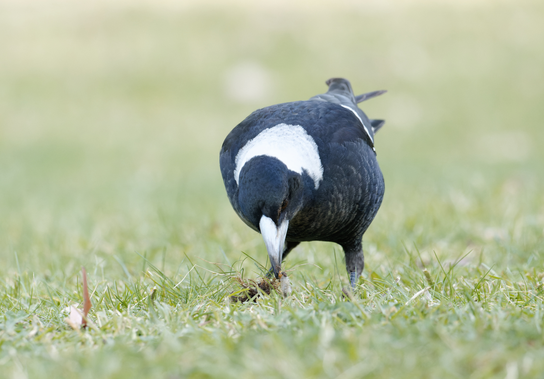 Australian Magpie (Image ID 46369)