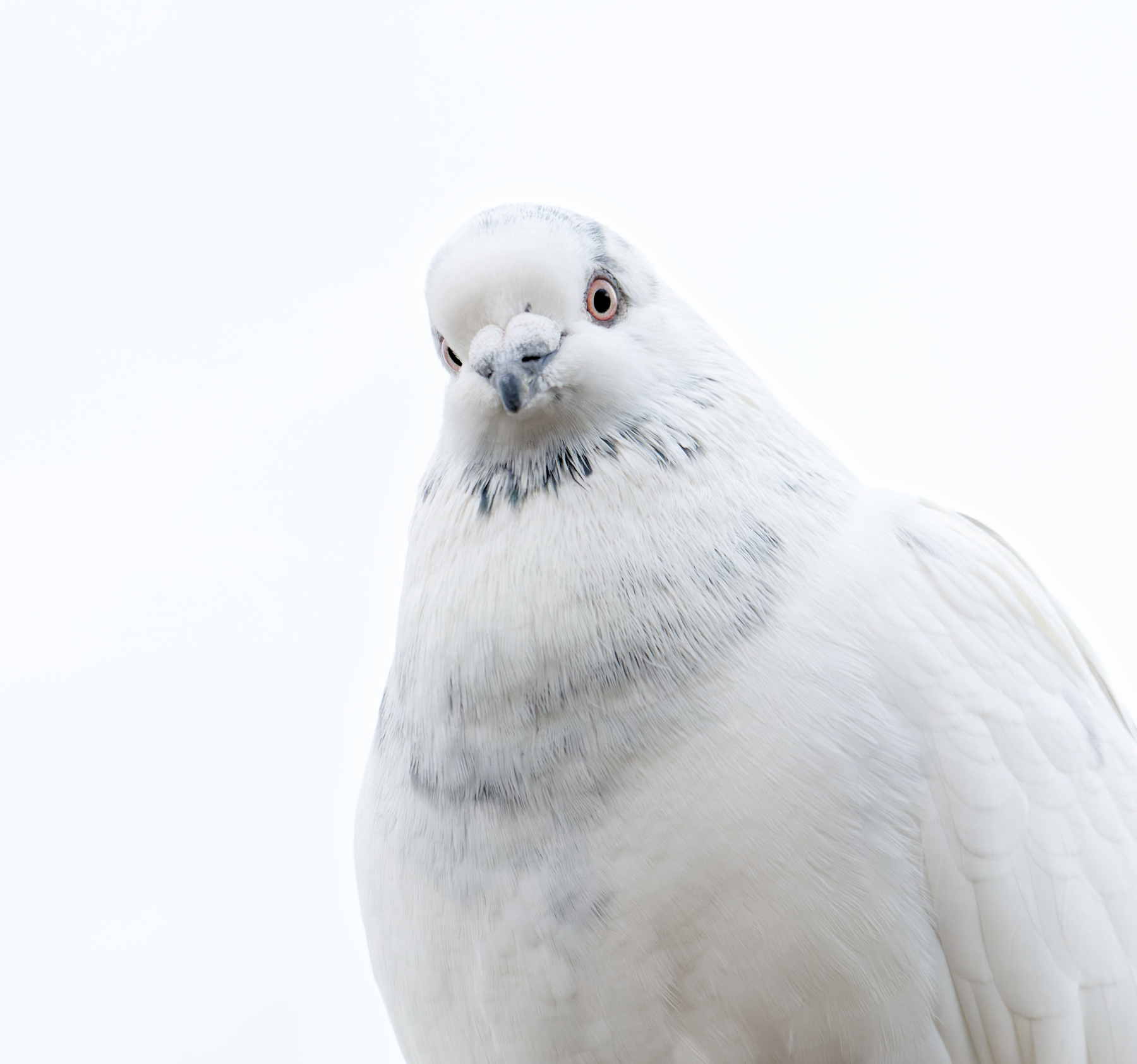 Rock Dove (Image ID 46497)