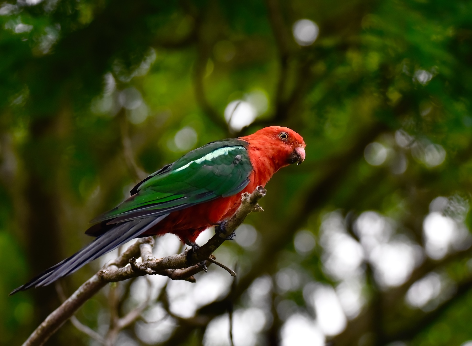 Australian King-Parrot (Image ID 45932)
