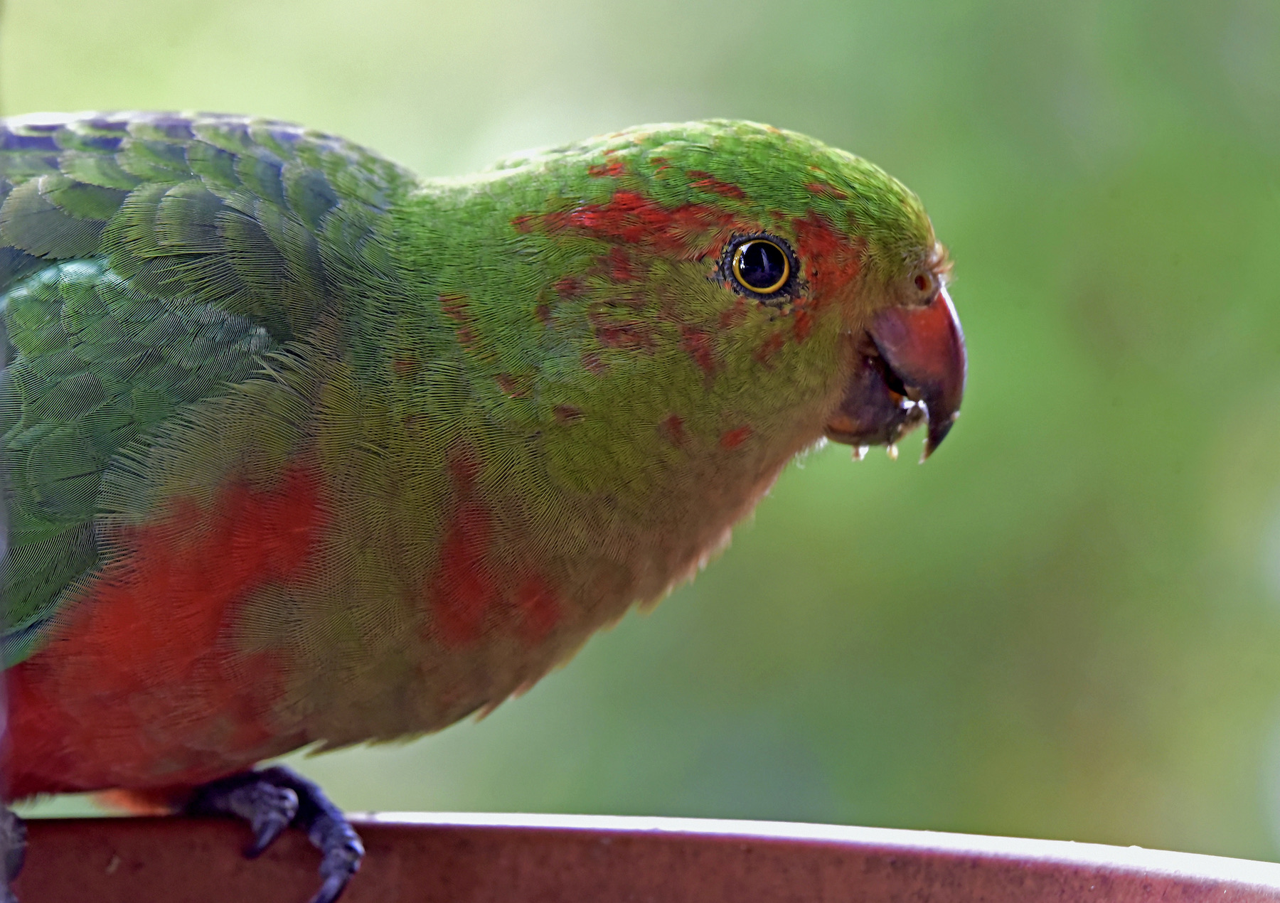 Australian King-Parrot (Image ID 45933)