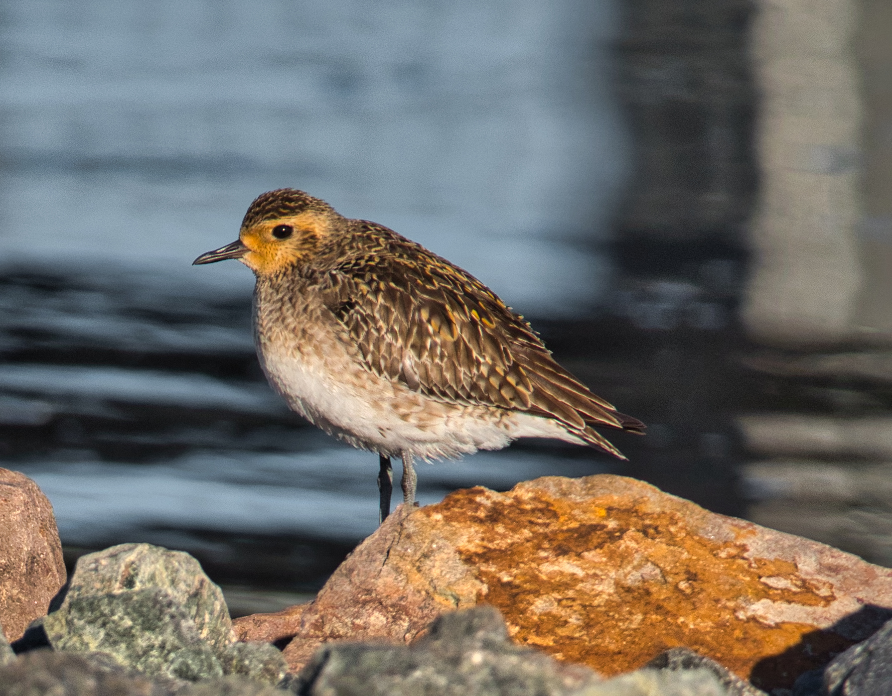 Pacific Golden Plover (Image ID 46408)
