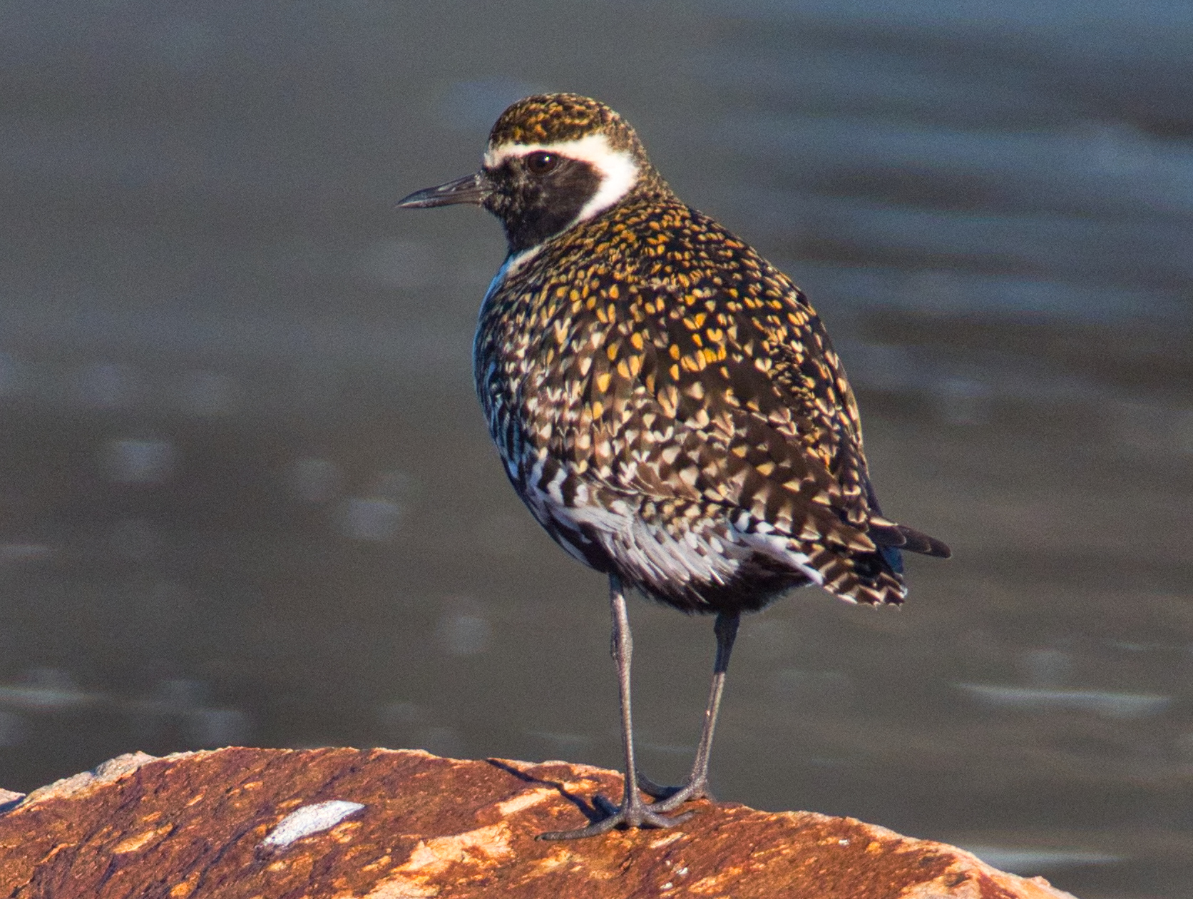 Pacific Golden Plover (Image ID 46416)