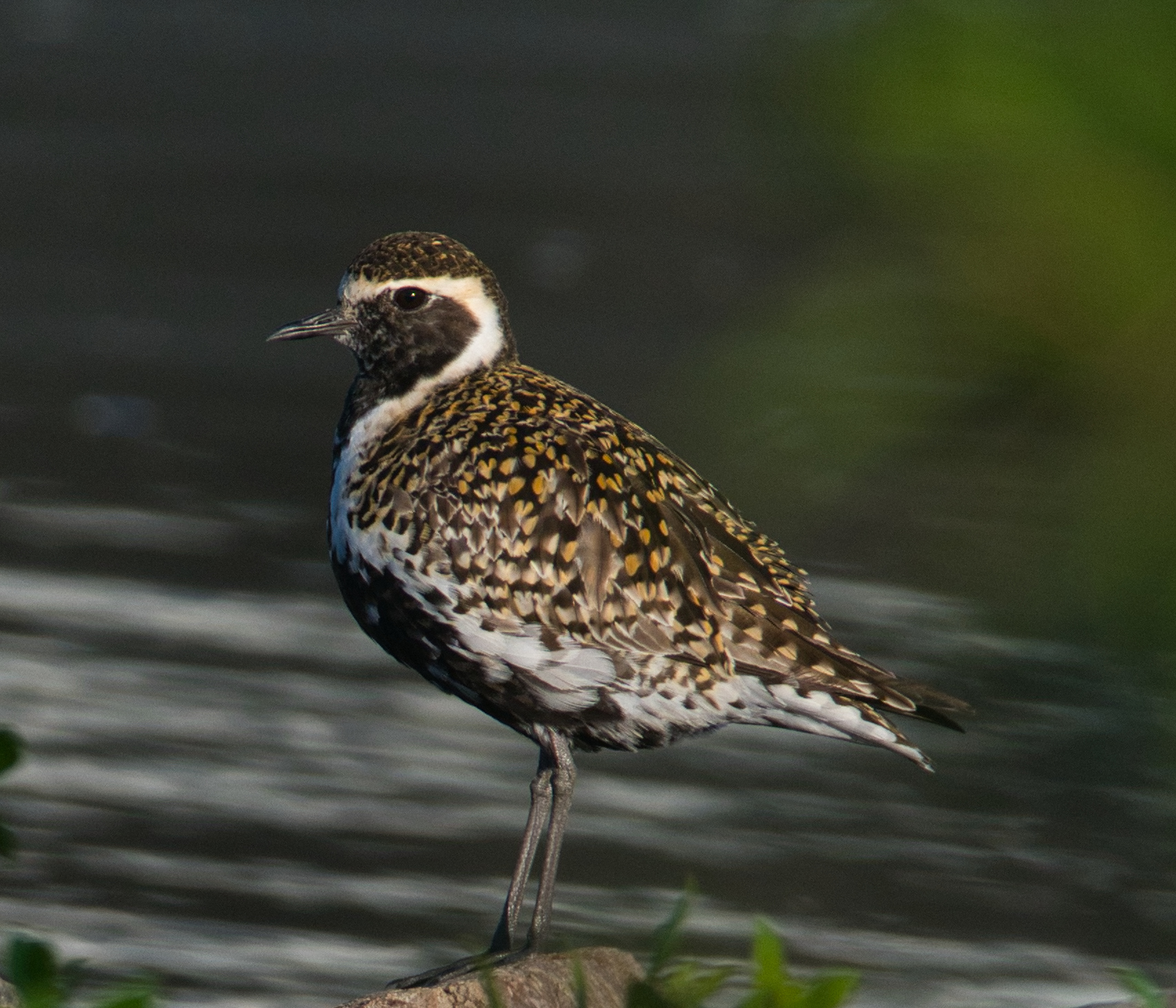 Pacific Golden Plover (Image ID 46415)