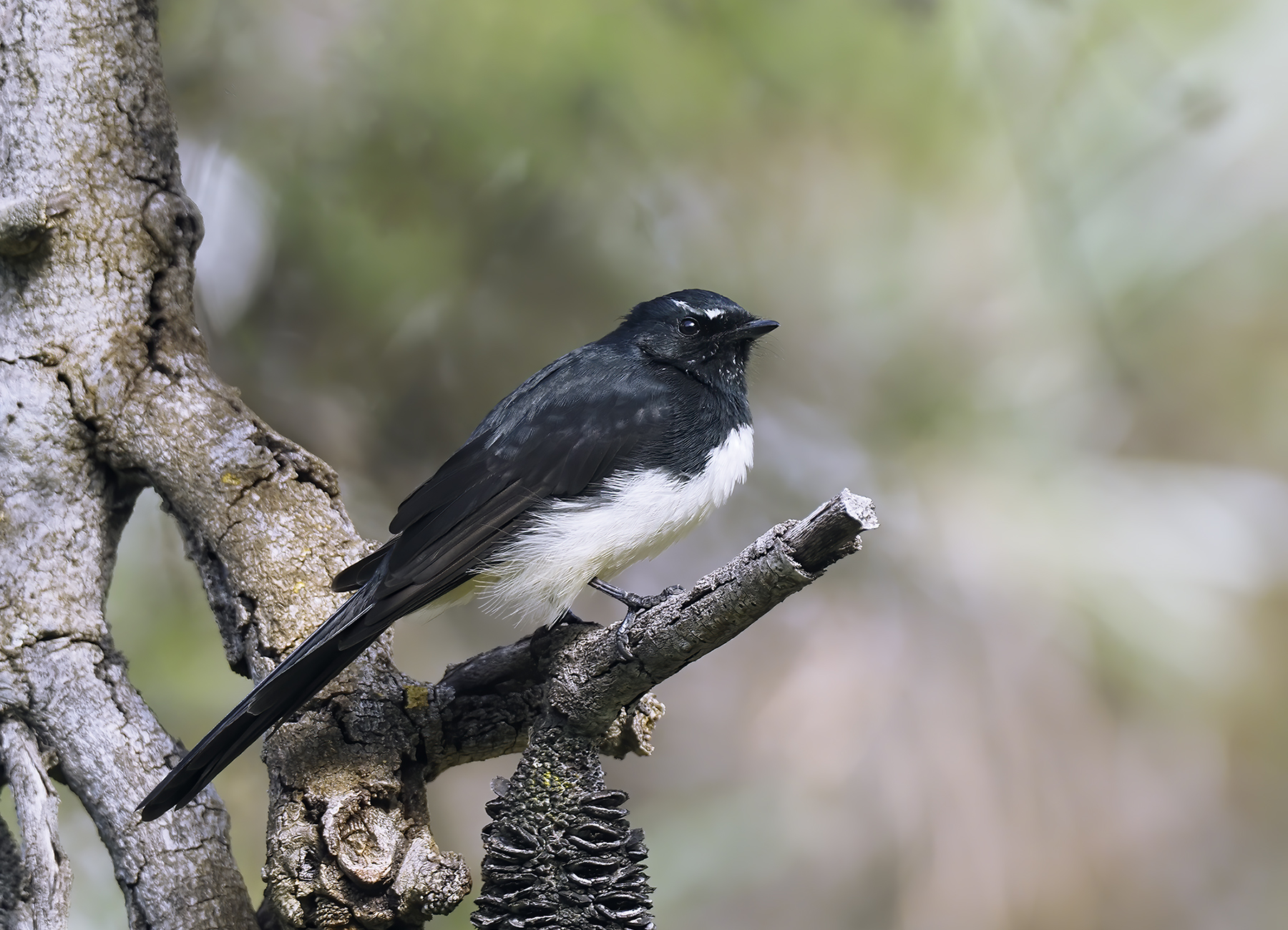 Willie Wagtail (Image ID 46499)