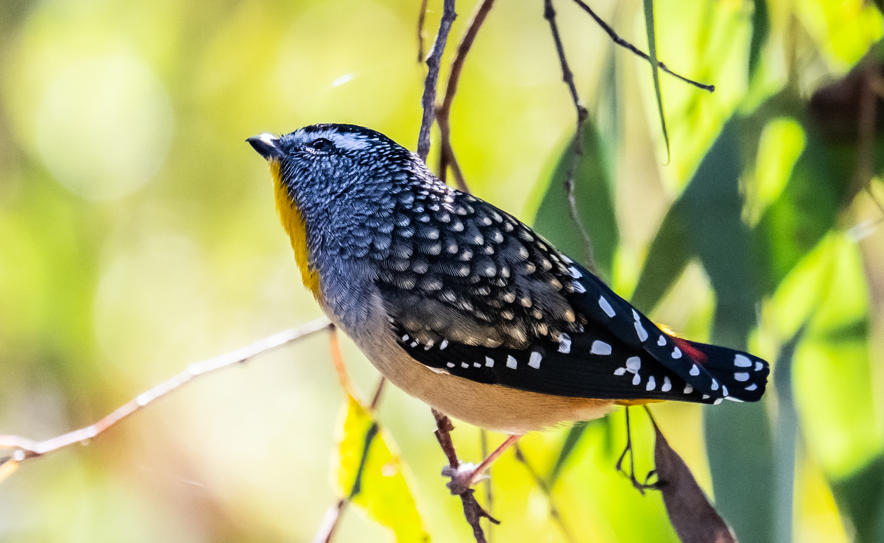 Spotted Pardalote (Image ID 46290)