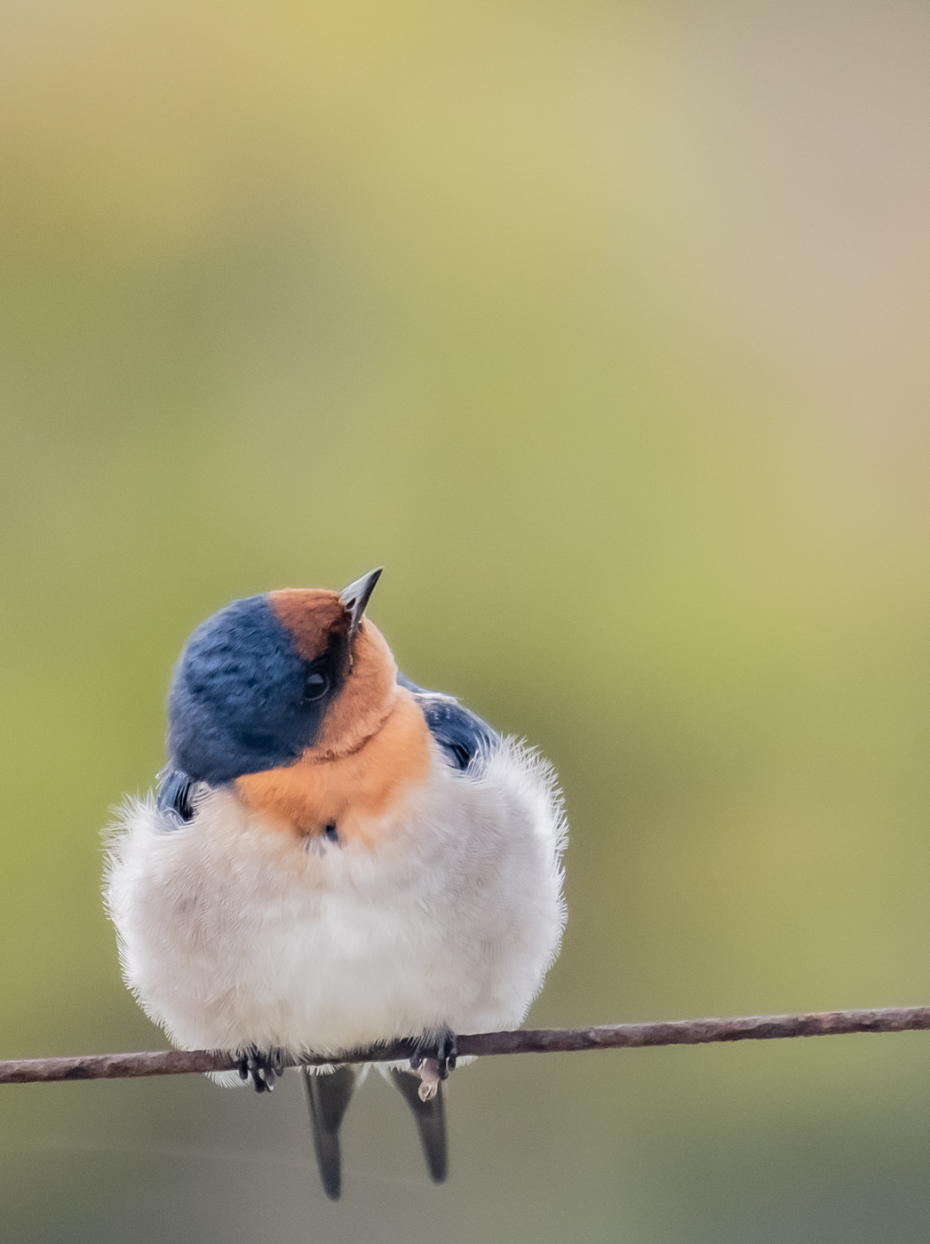 Welcome Swallow (Image ID 46414)