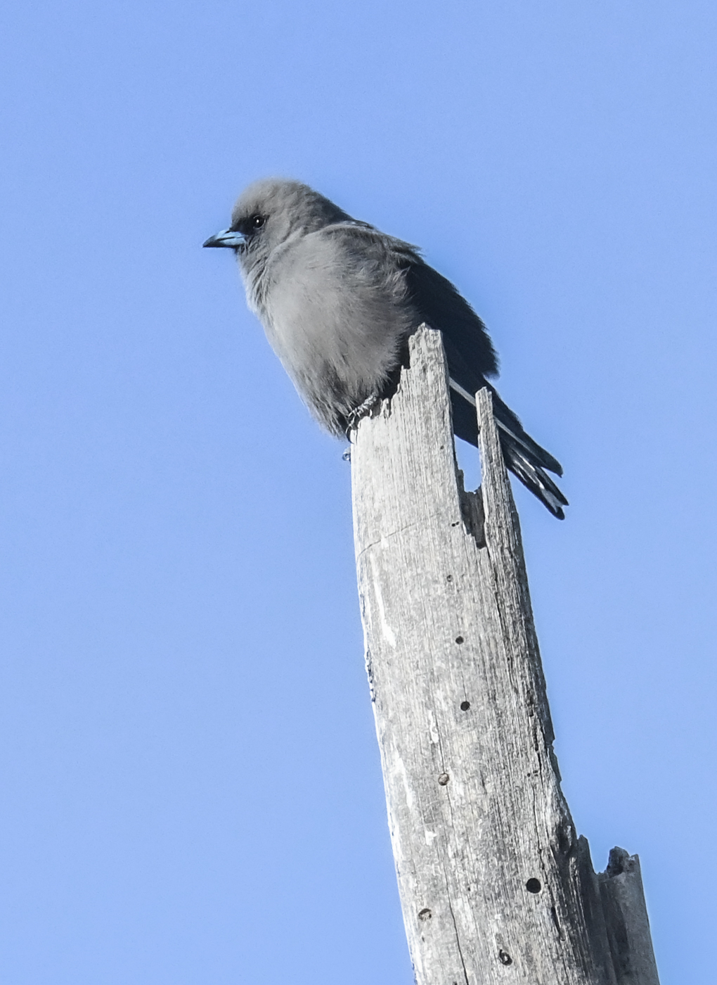 Dusky Woodswallow (Image ID 46006)