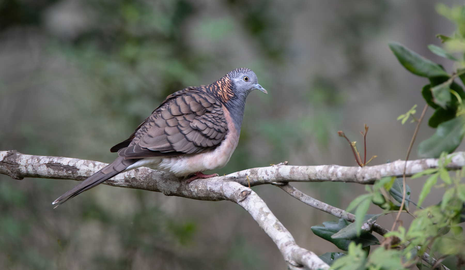 Bar-shouldered Dove (Image ID 46378)