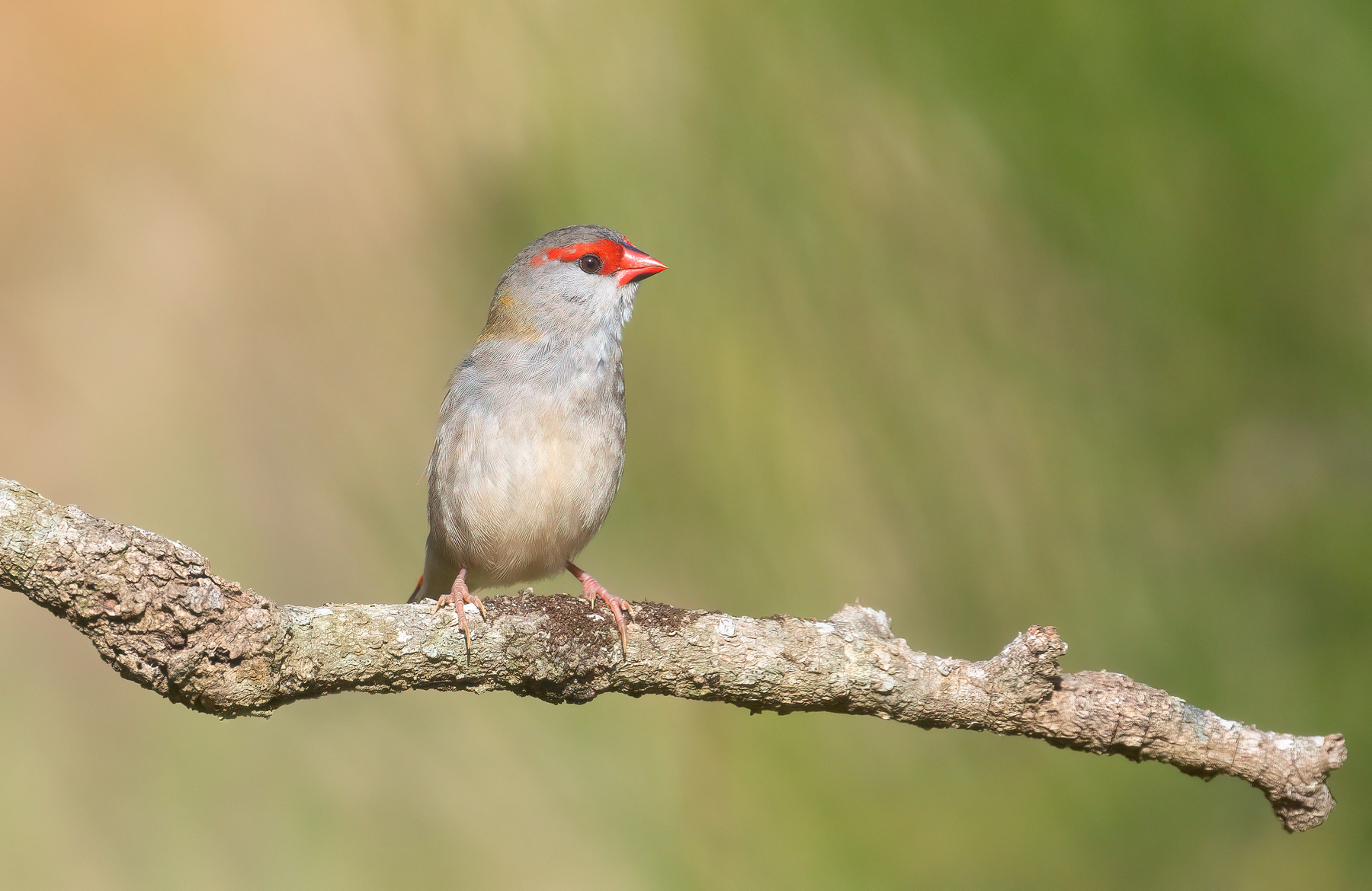 Red-browed Finch (Image ID 46488)