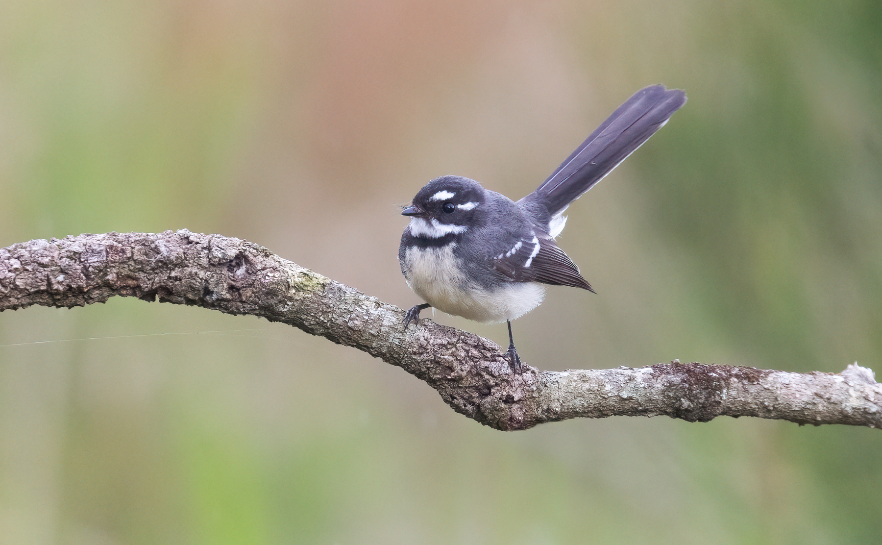 Grey Fantail (Image ID 46496)