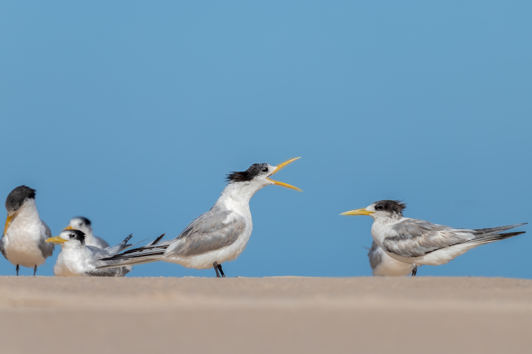 Greater Crested Tern (Image ID 45952)