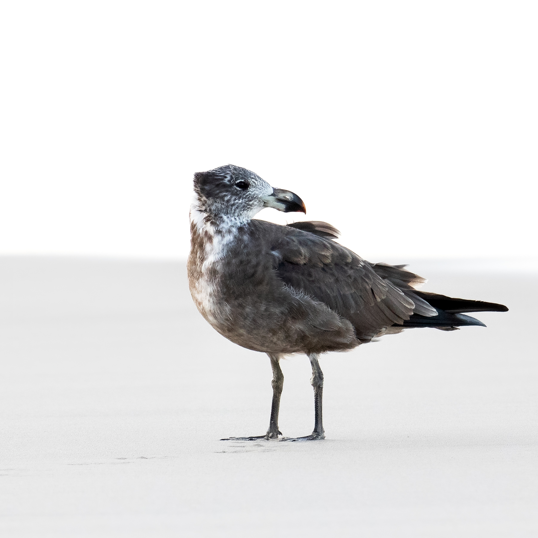 Pacific Gull (Image ID 45951)