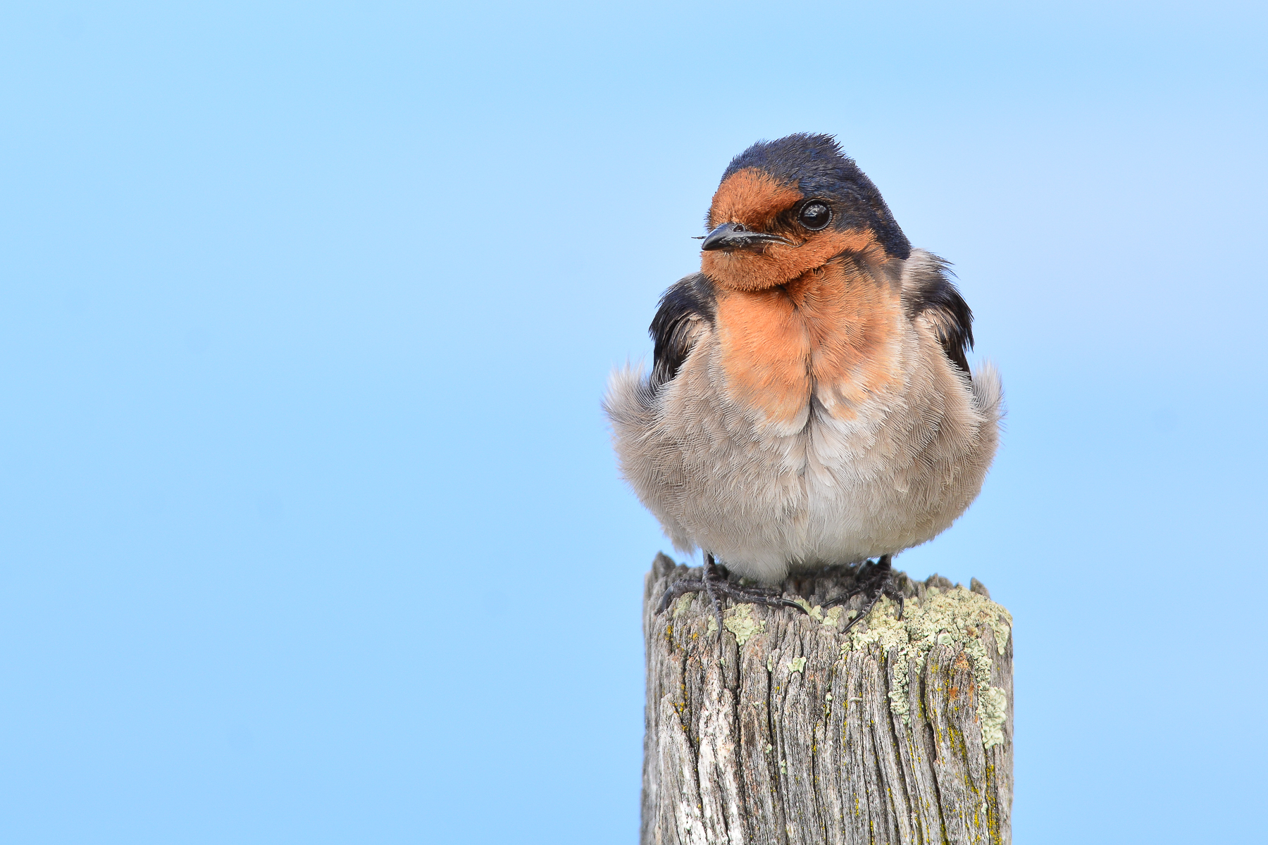 Welcome Swallow (Image ID 46463)