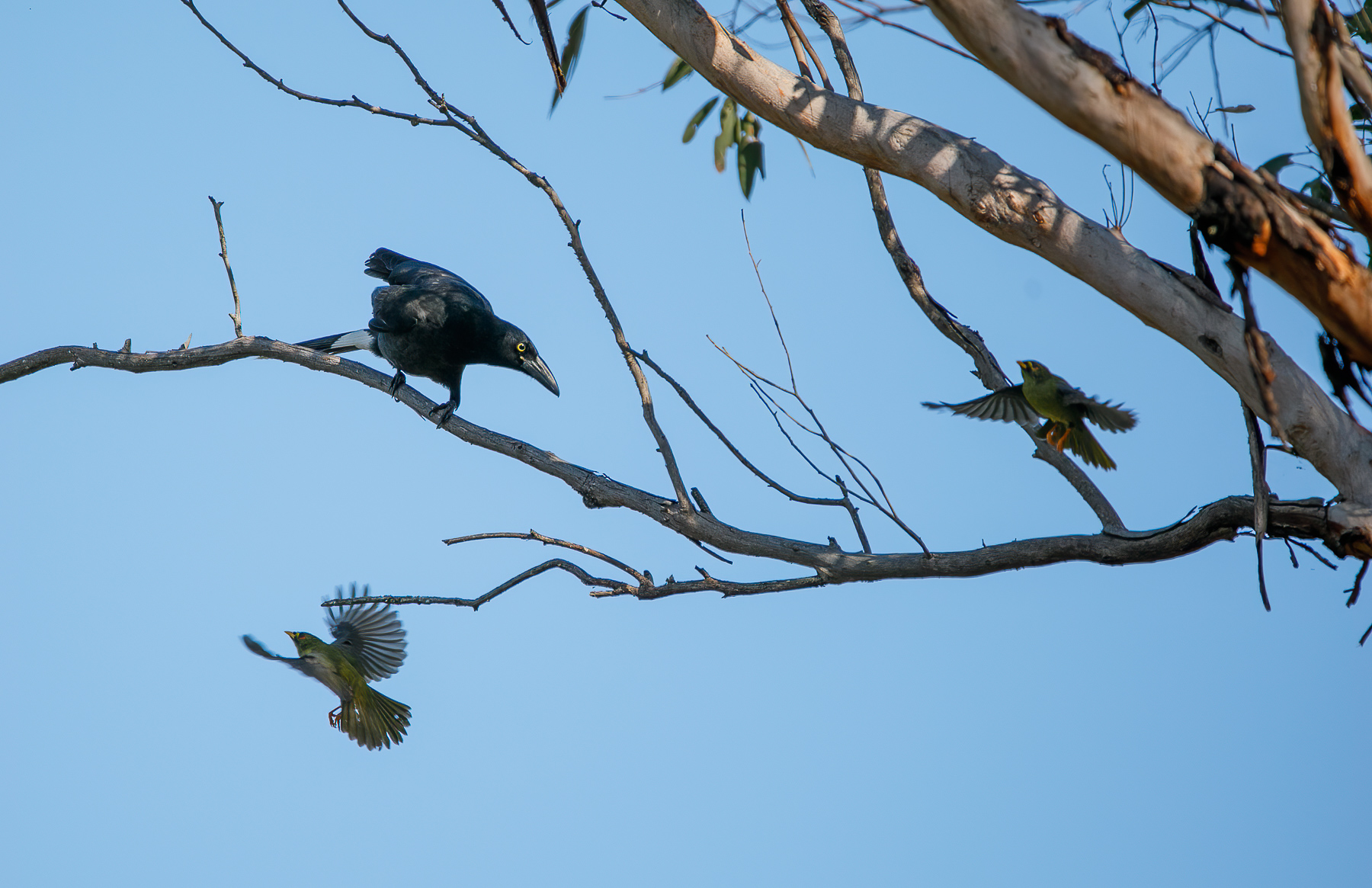 Bell Miner, Pied Currawong (Image ID 46477)