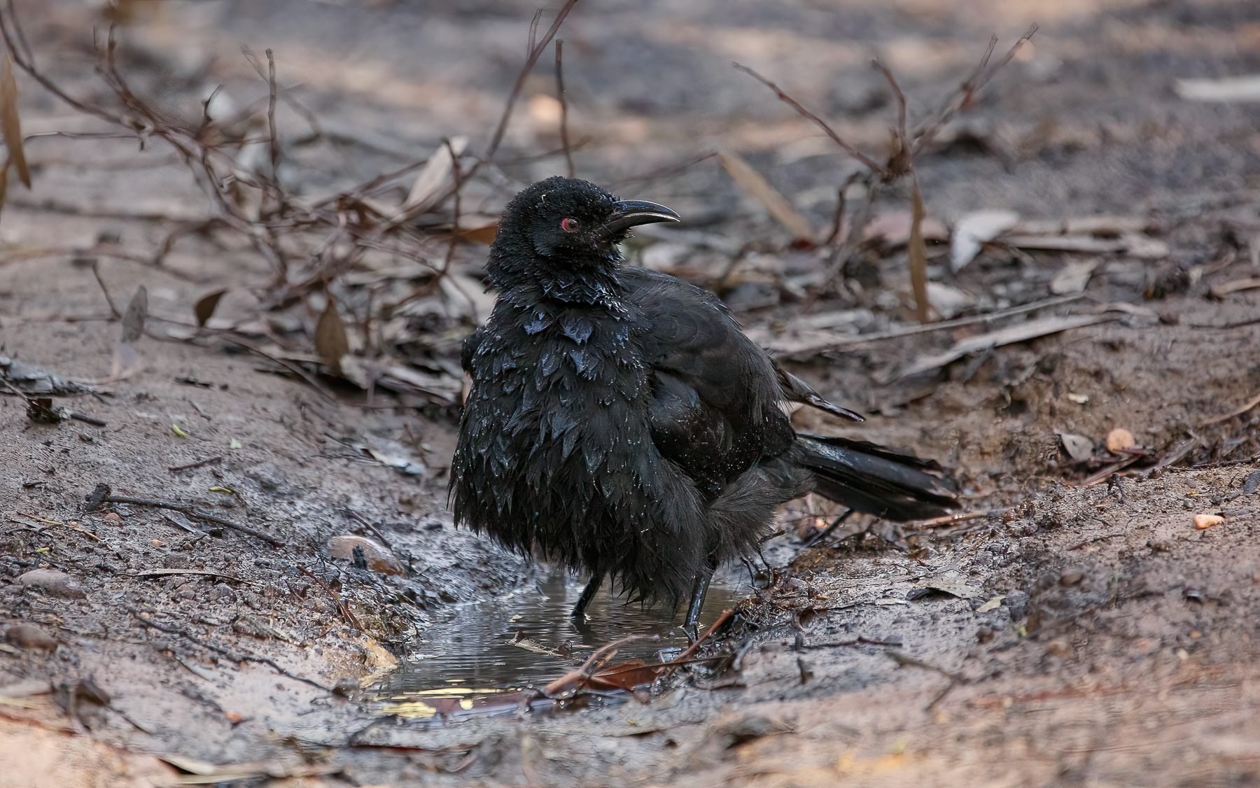White-winged Chough (Image ID 46168)
