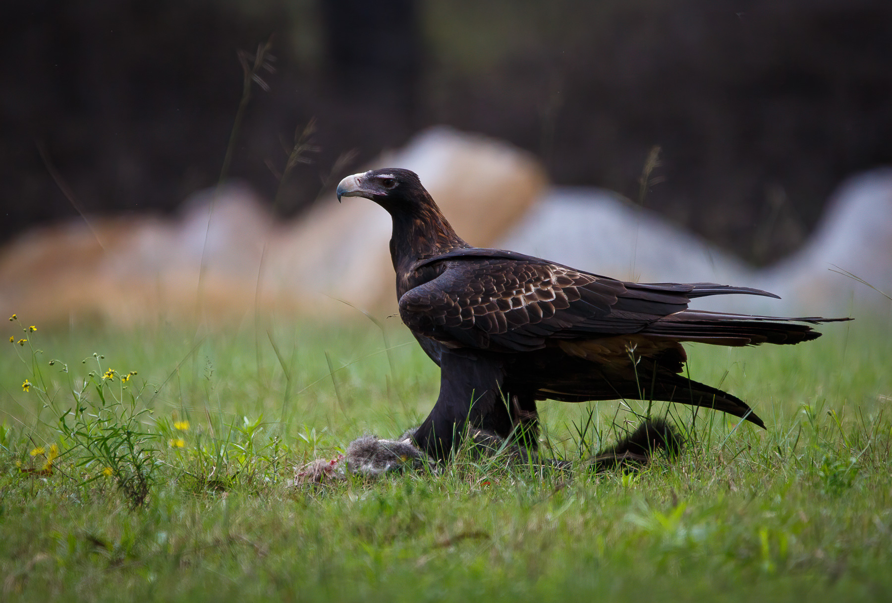 Wedge-tailed Eagle (Image ID 46311)