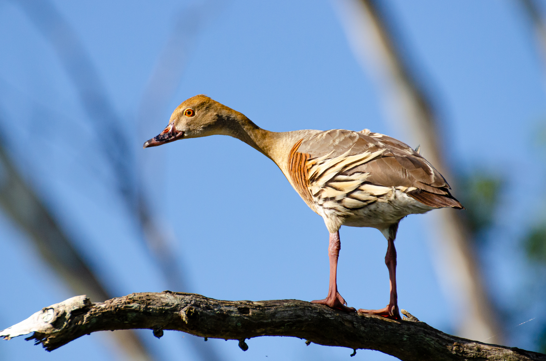 Plumed Whistling-Duck (Image ID 45935)