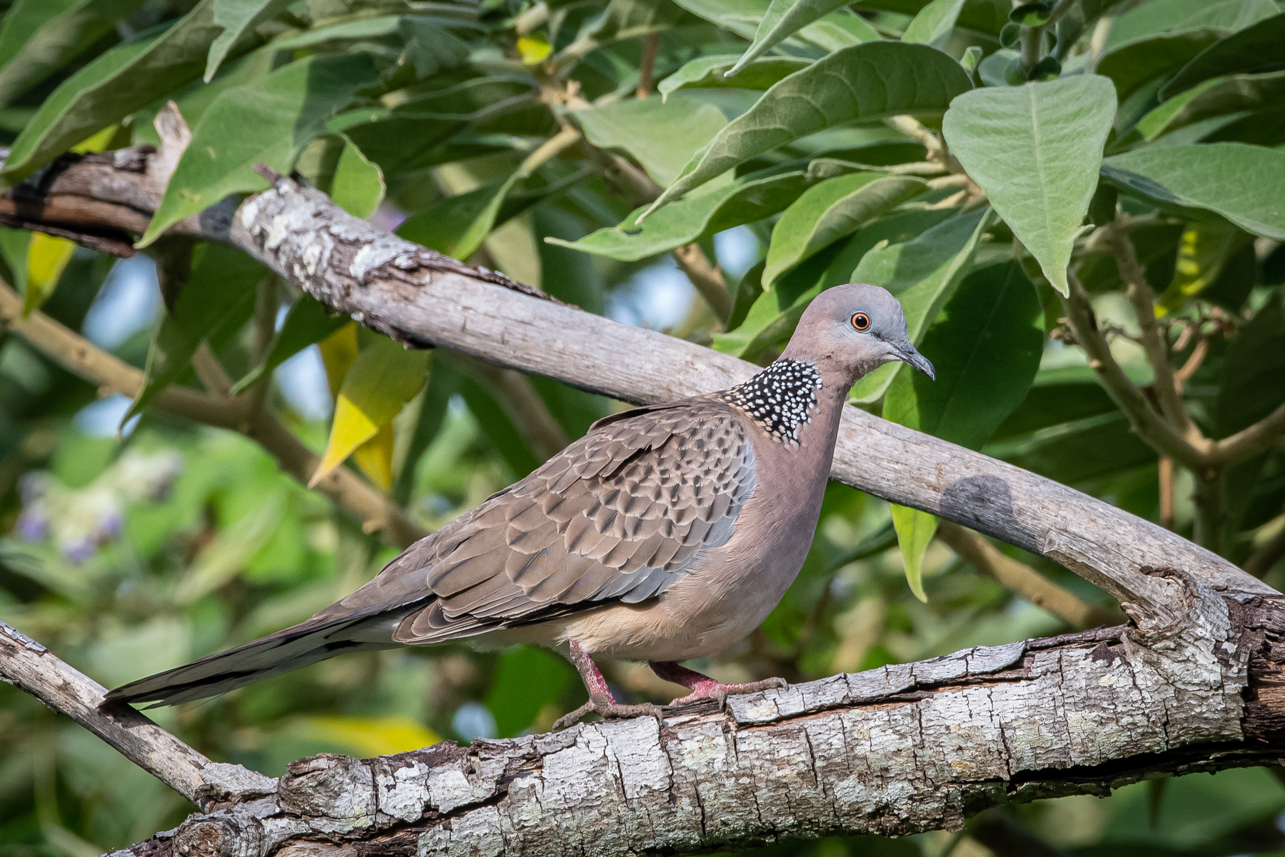 Spotted Dove (Image ID 45996)