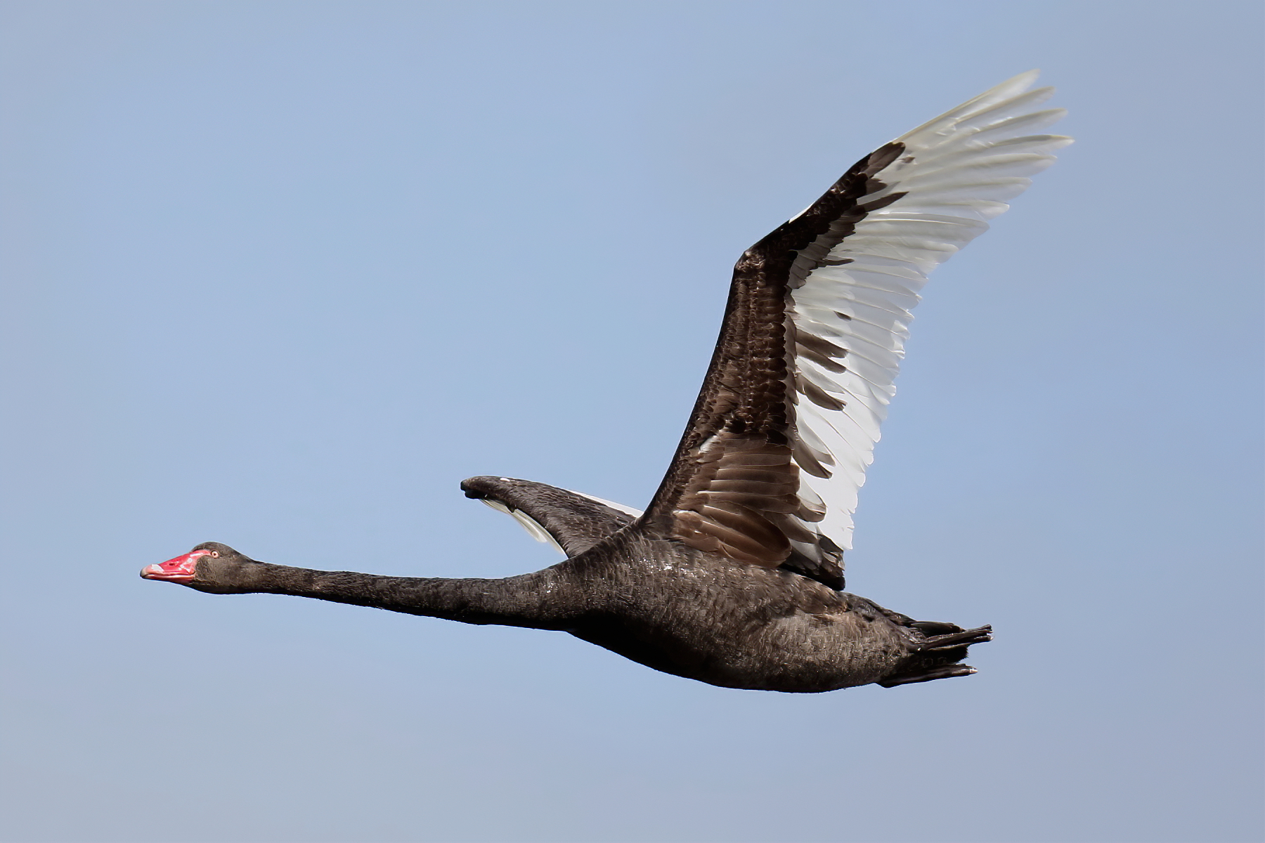 Black Swan (Image ID 45959)