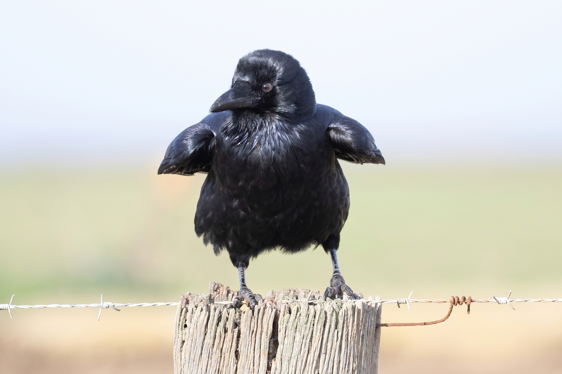 Little Raven (Image ID 46025)