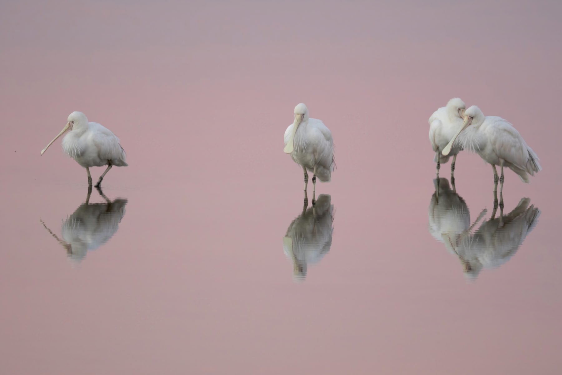 Yellow-billed Spoonbill (Image ID 45942)