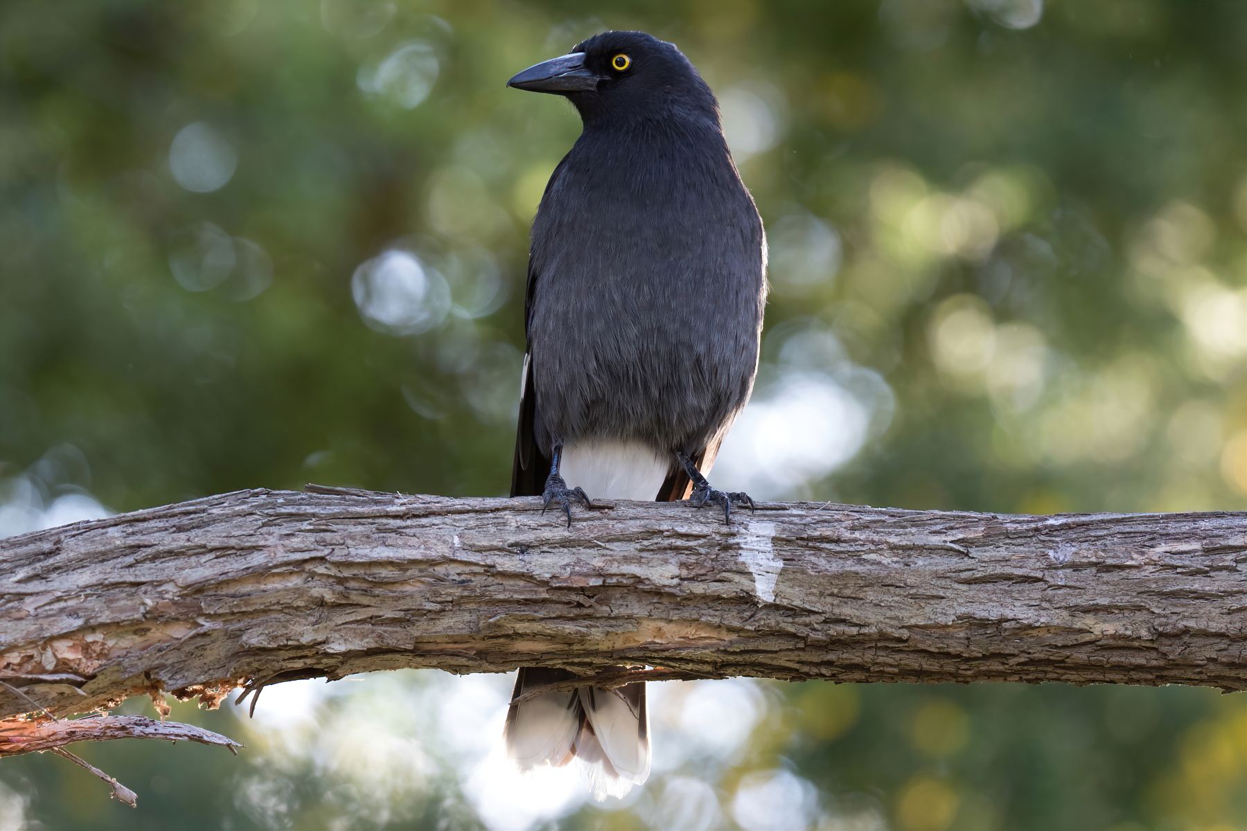 Pied Currawong (Image ID 46336)