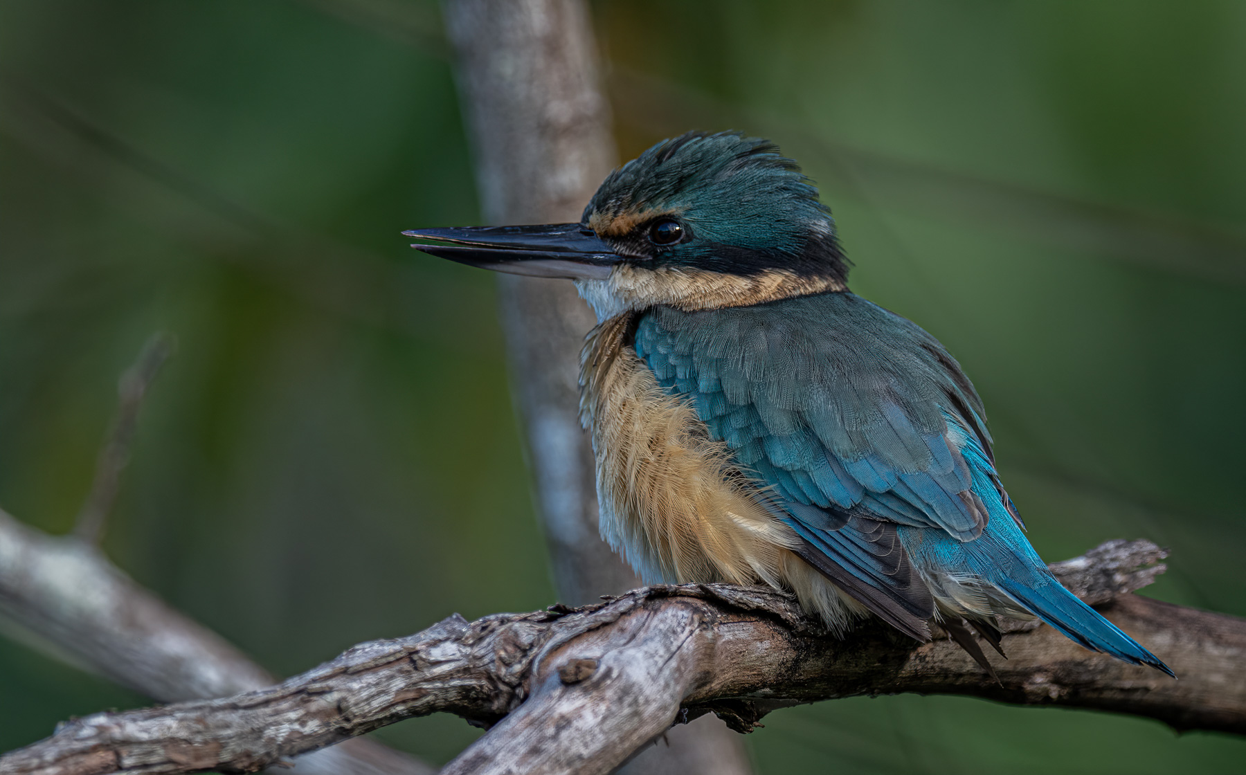 Sacred Kingfisher (Image ID 46154)