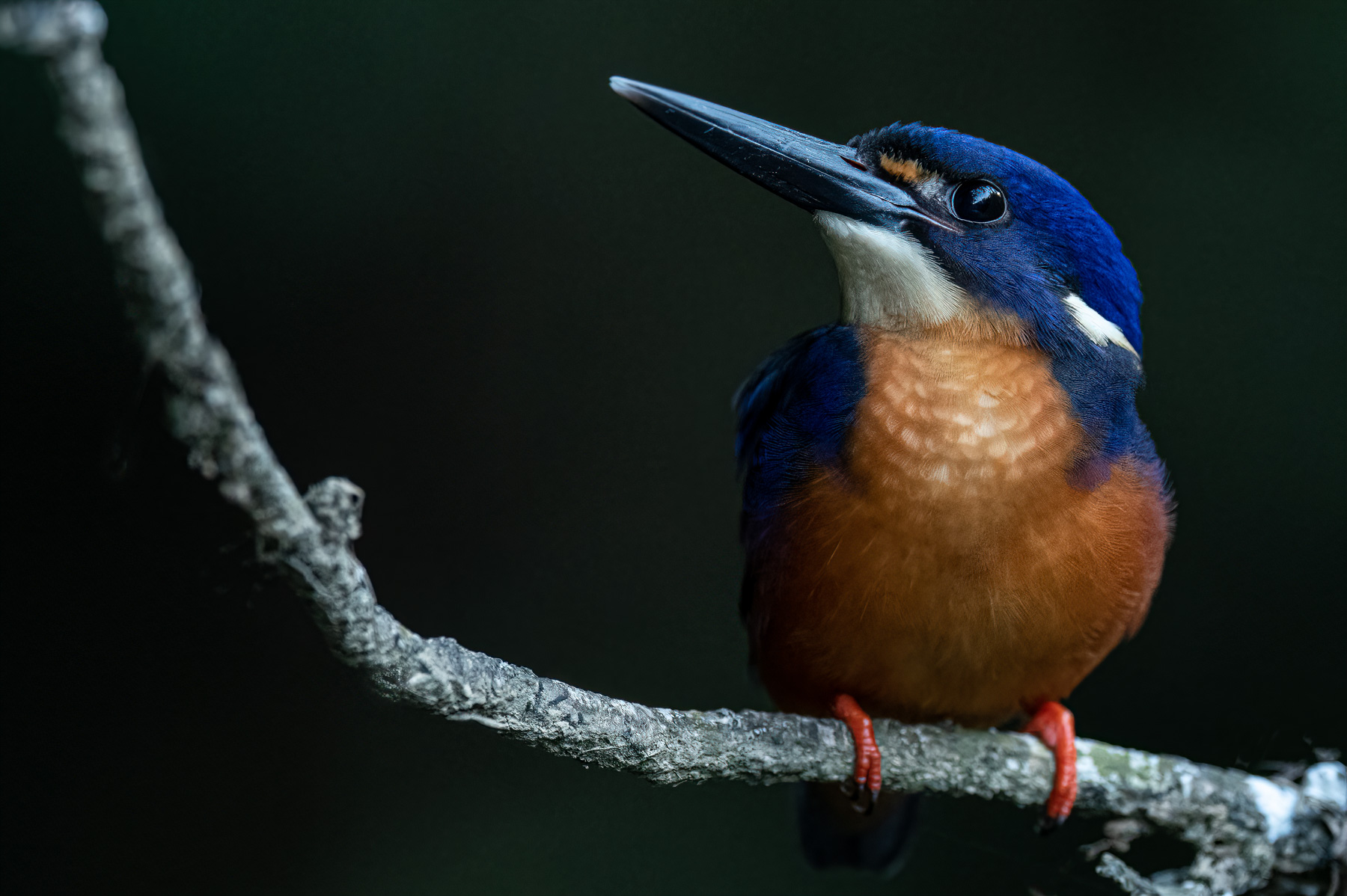 Azure Kingfisher (Image ID 46152)
